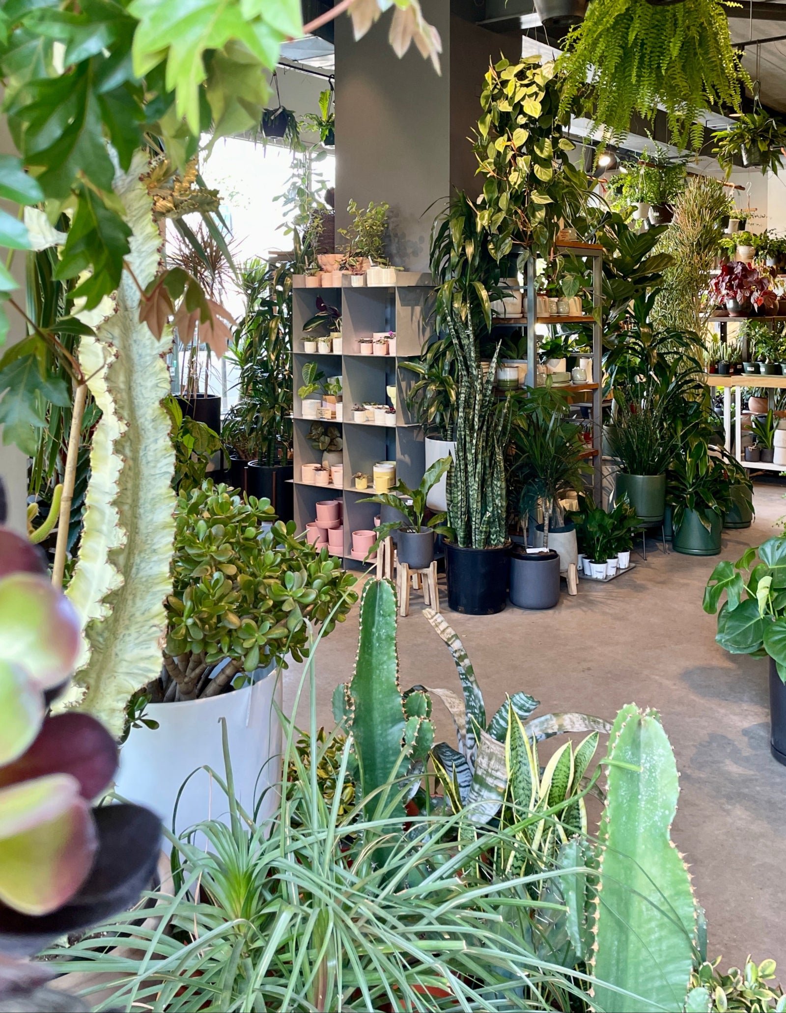 The inside garden at Sprout-home looking from the south doors to the west windows. PLANTS everywhere and a gray shelving unit with pink and yellow pots. 