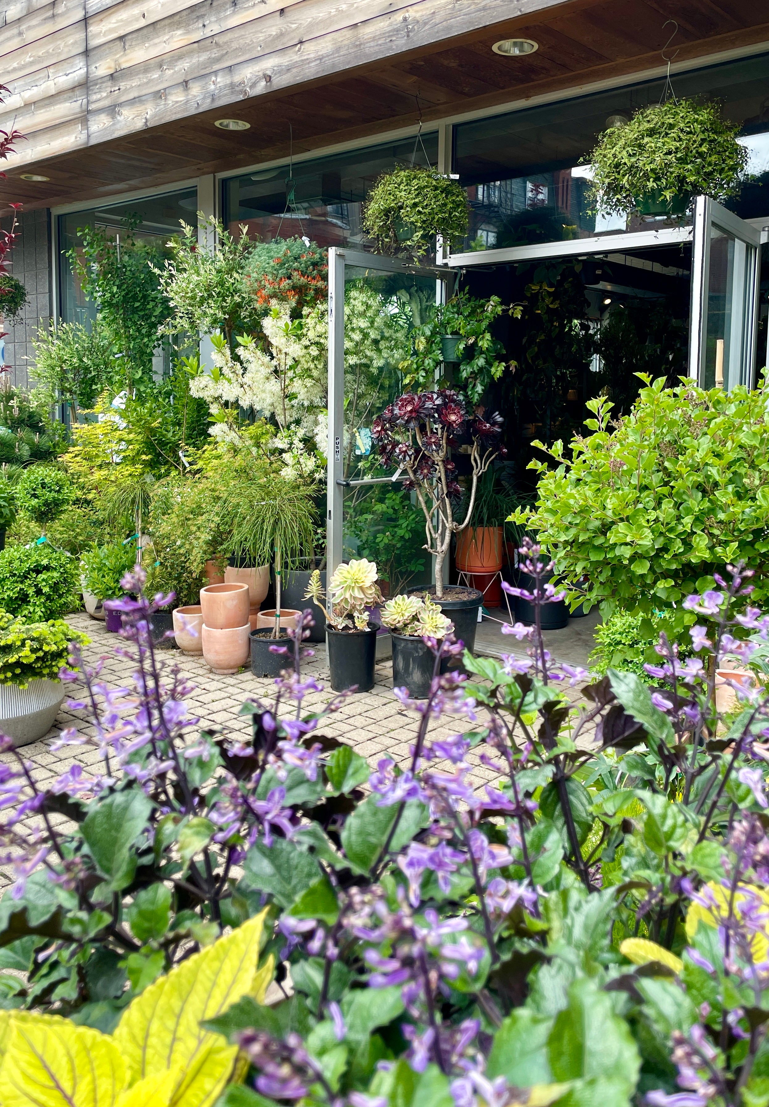 Sprout-home yard in summer looking in to the store. Purple flowers in the foreground.