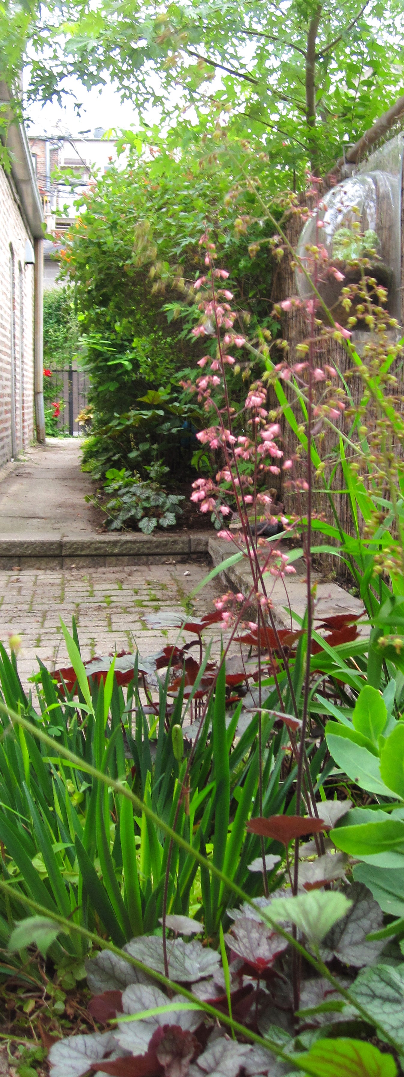 A side walkway landscape in Chicago by Sprout-home with Heuchera in the foreground. 