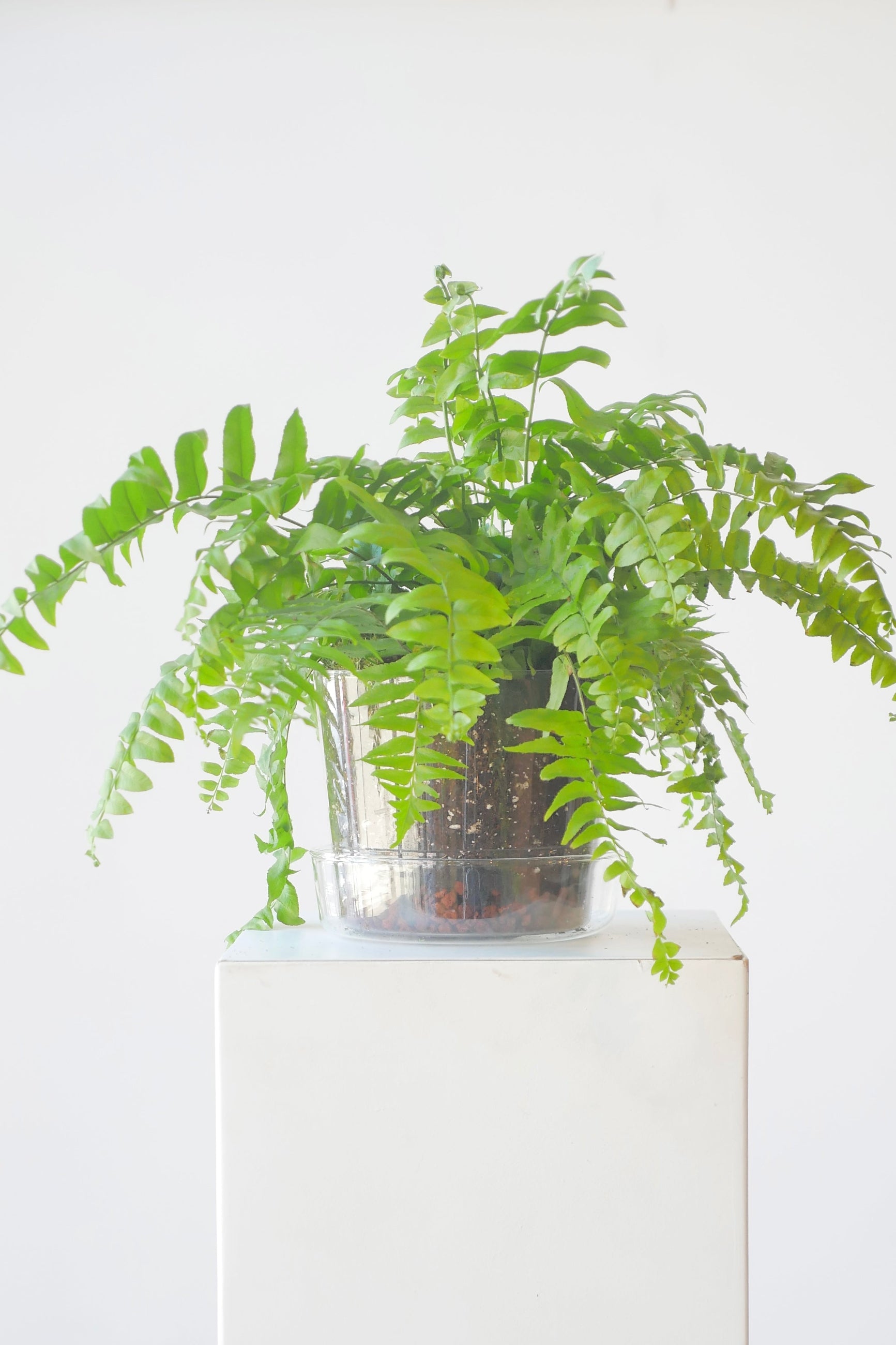 Glass planter potted with a fern at Sprout-home ©Sprout Home