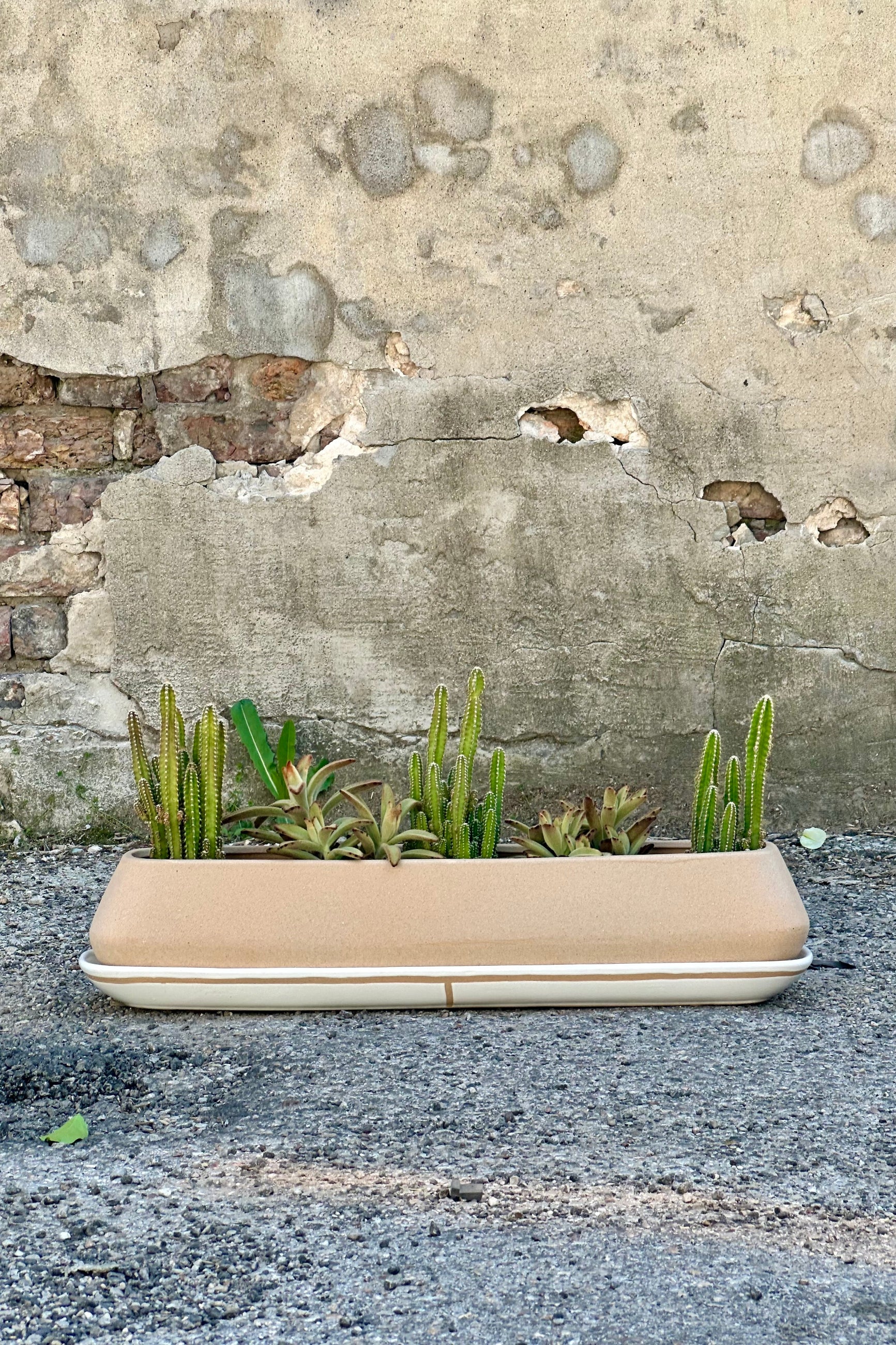 Dublin Planter filled with succulents at Sprout-home ©Sprout Home