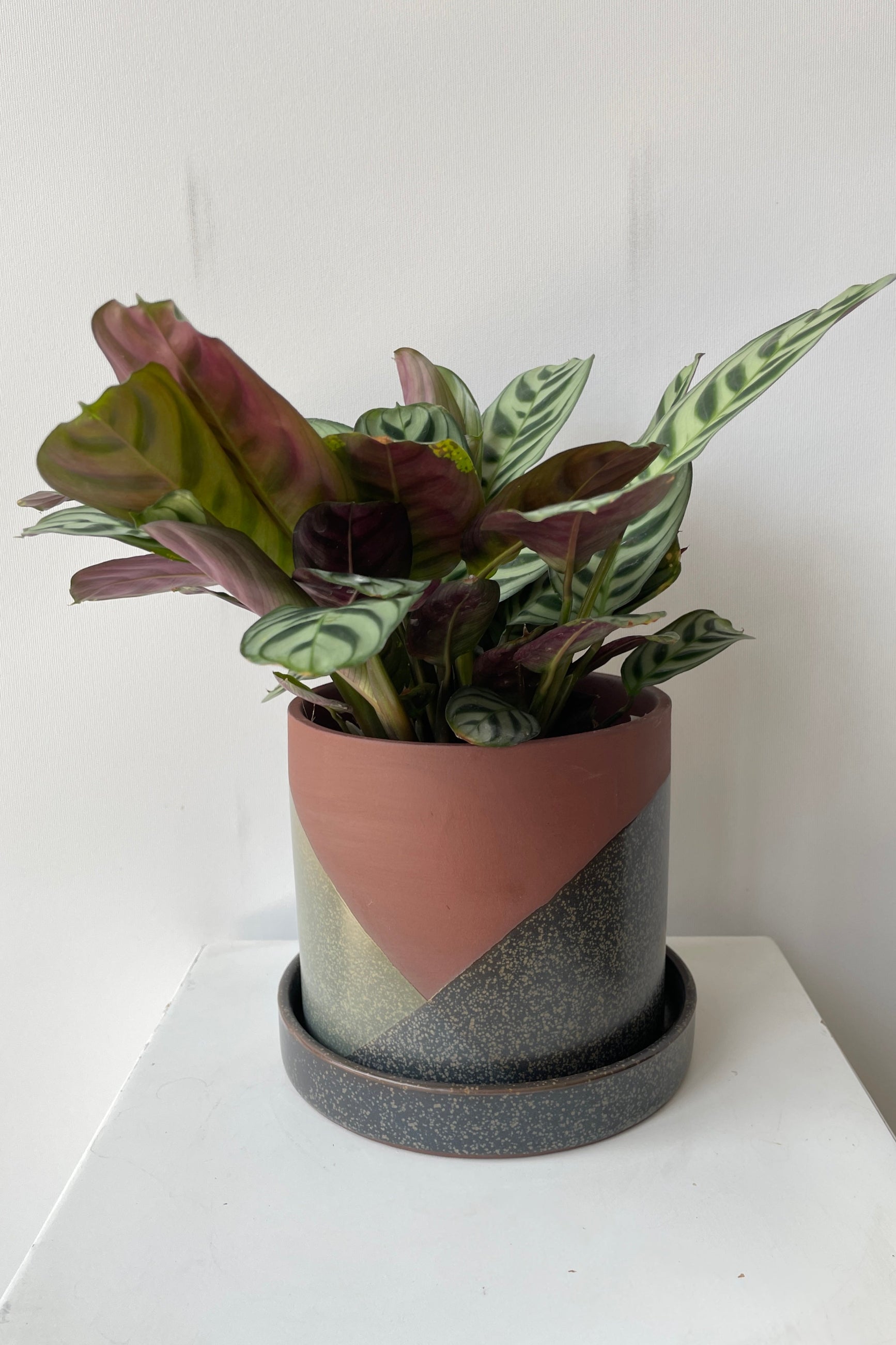 El Cerro pot with an argyle pattern glaze with plant against a white wall ©Sprout Home