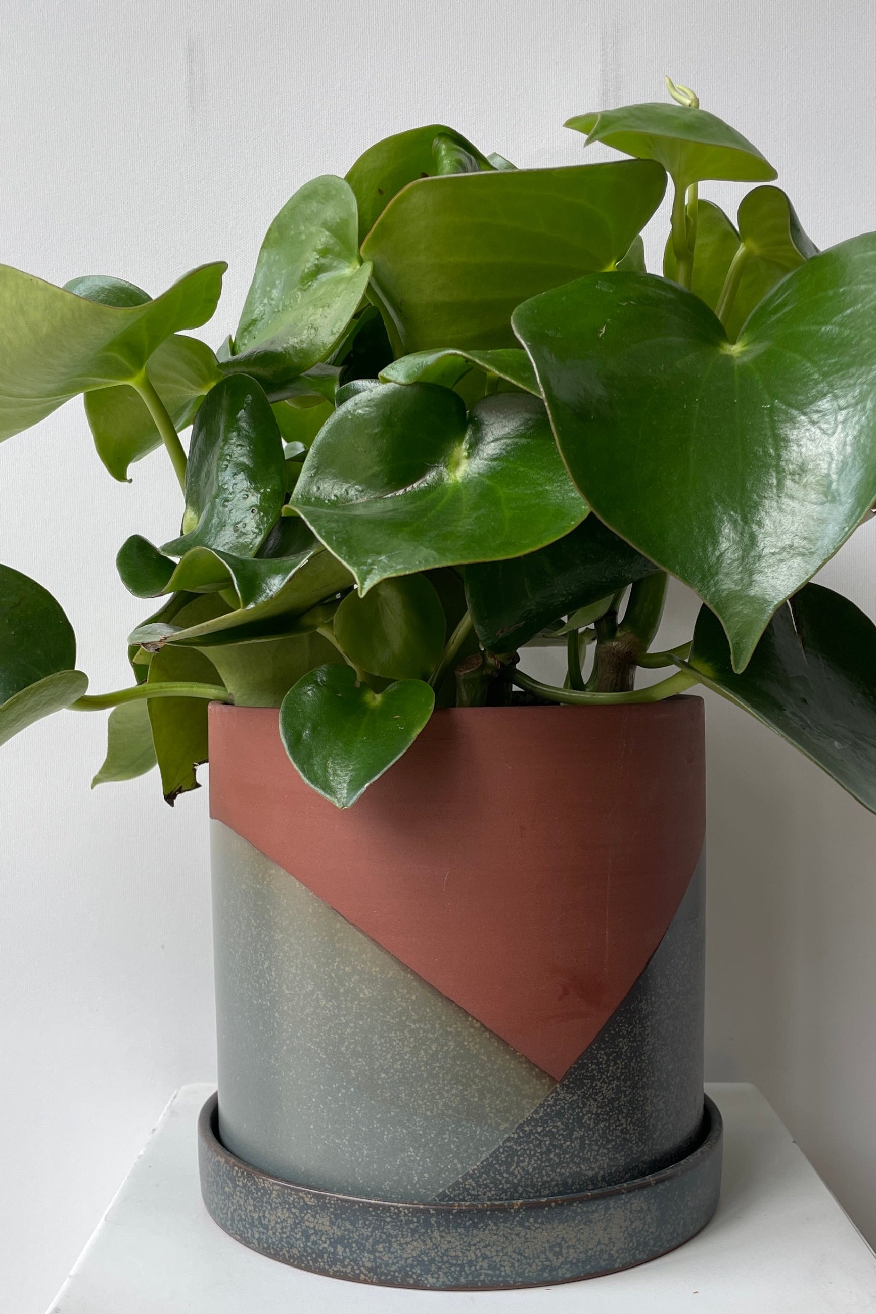 El Cerro pot with a Peperomia polybotrya at Sprout-home ©Sprout Home