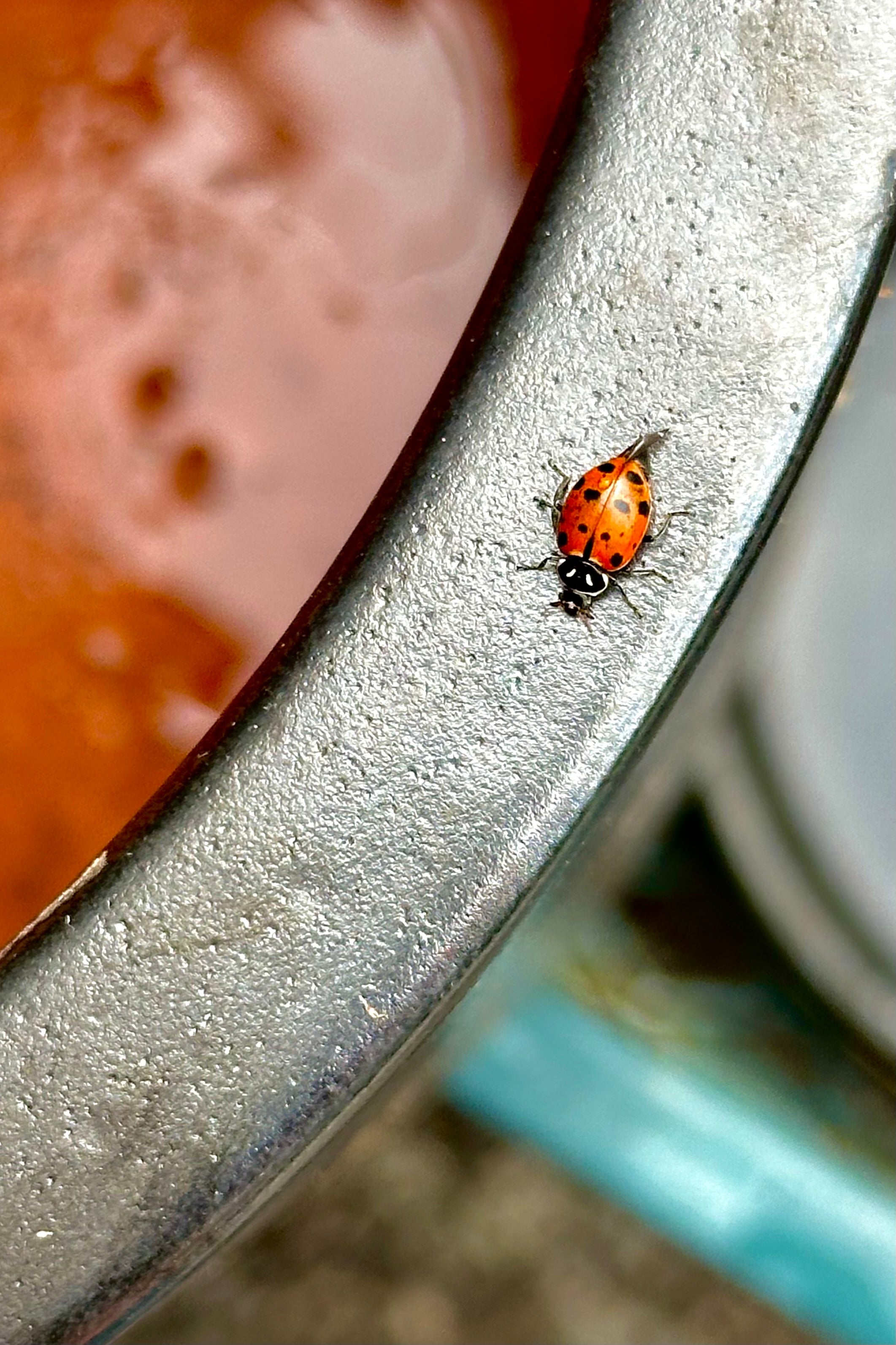 A detail of the Graphite finish on the I/O2 cylinder planter with a ladybug 