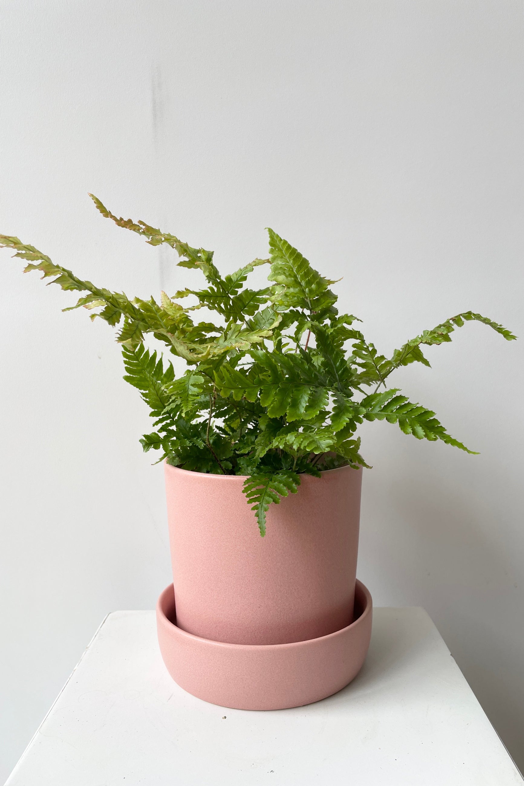 A pink Watson pot with a Dryopteris "Autumn Fern" sitting inside ©prout Home
