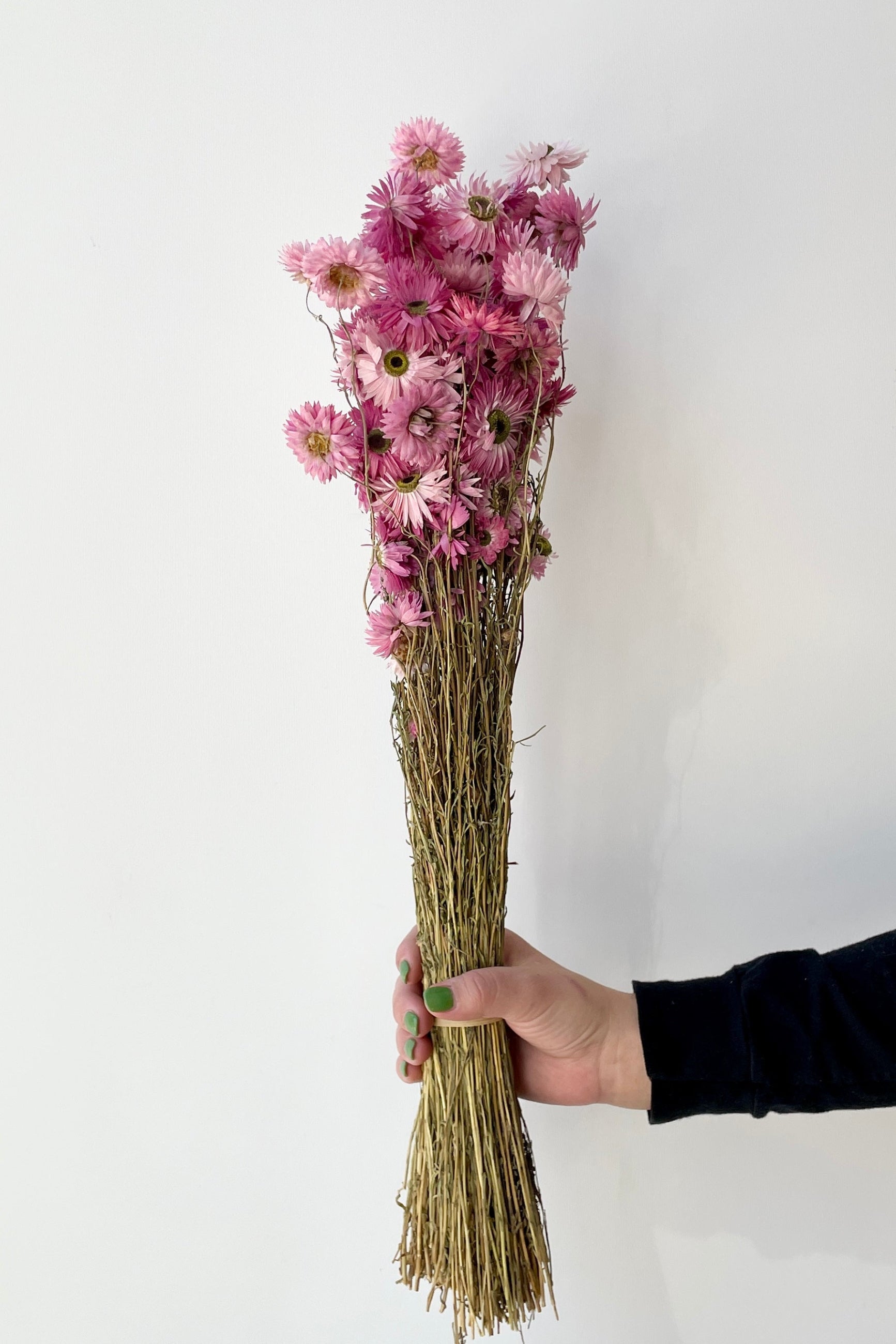 Pink preserved Acroclinium bunch at Sprout-home