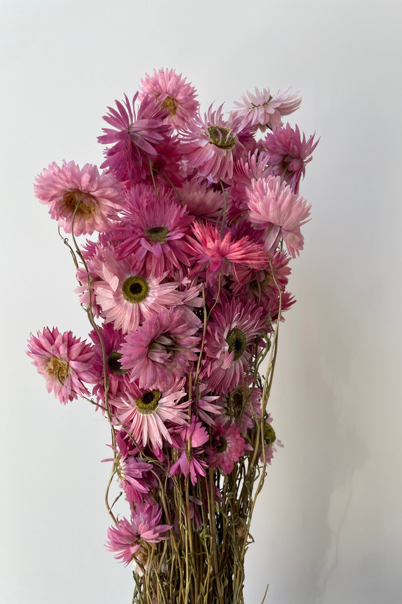 Pink preserved Acroclinium bunch at Sprout-home up close