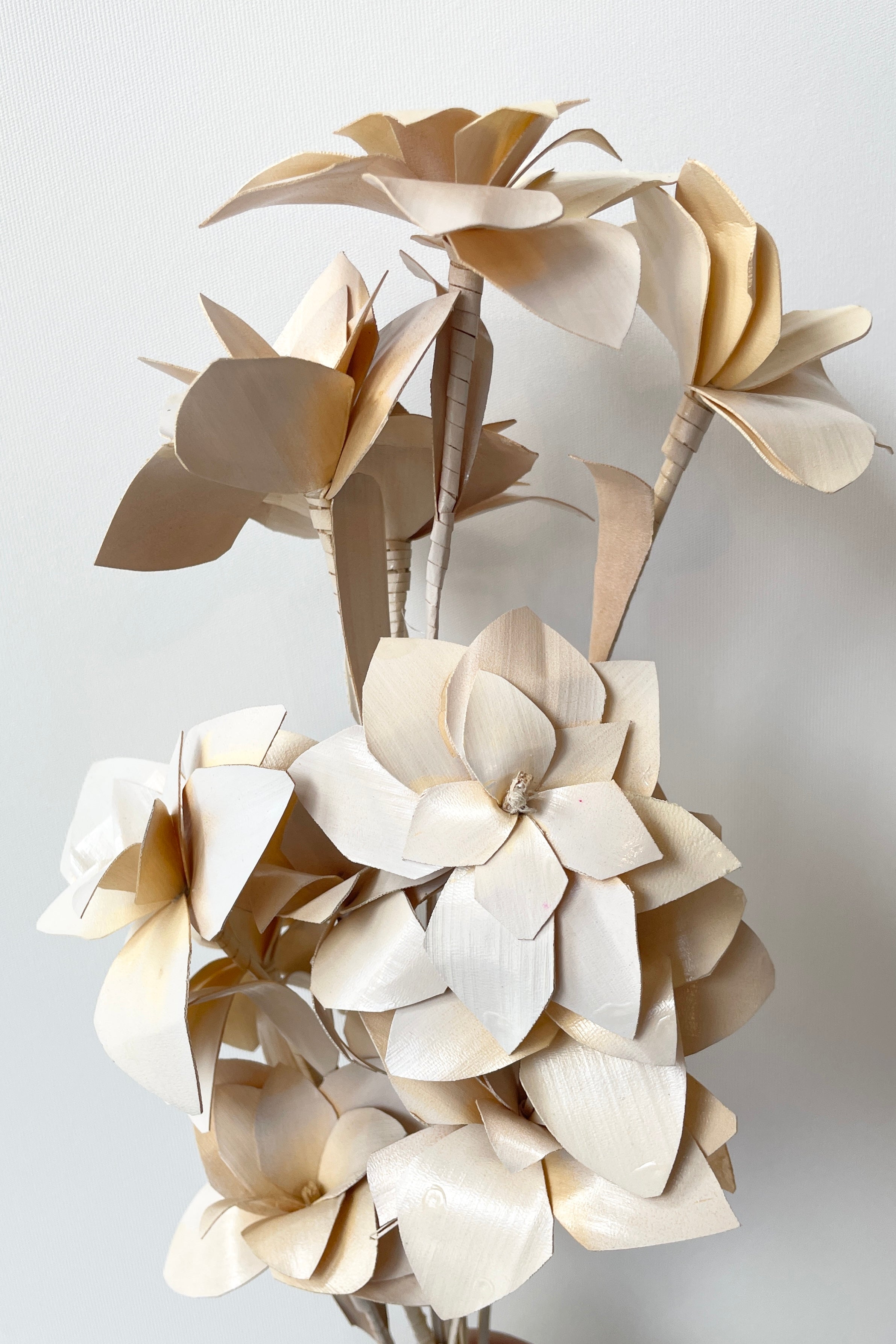 A close of the Tari bleached preserved bunch against a white wall at Sprout-home. 