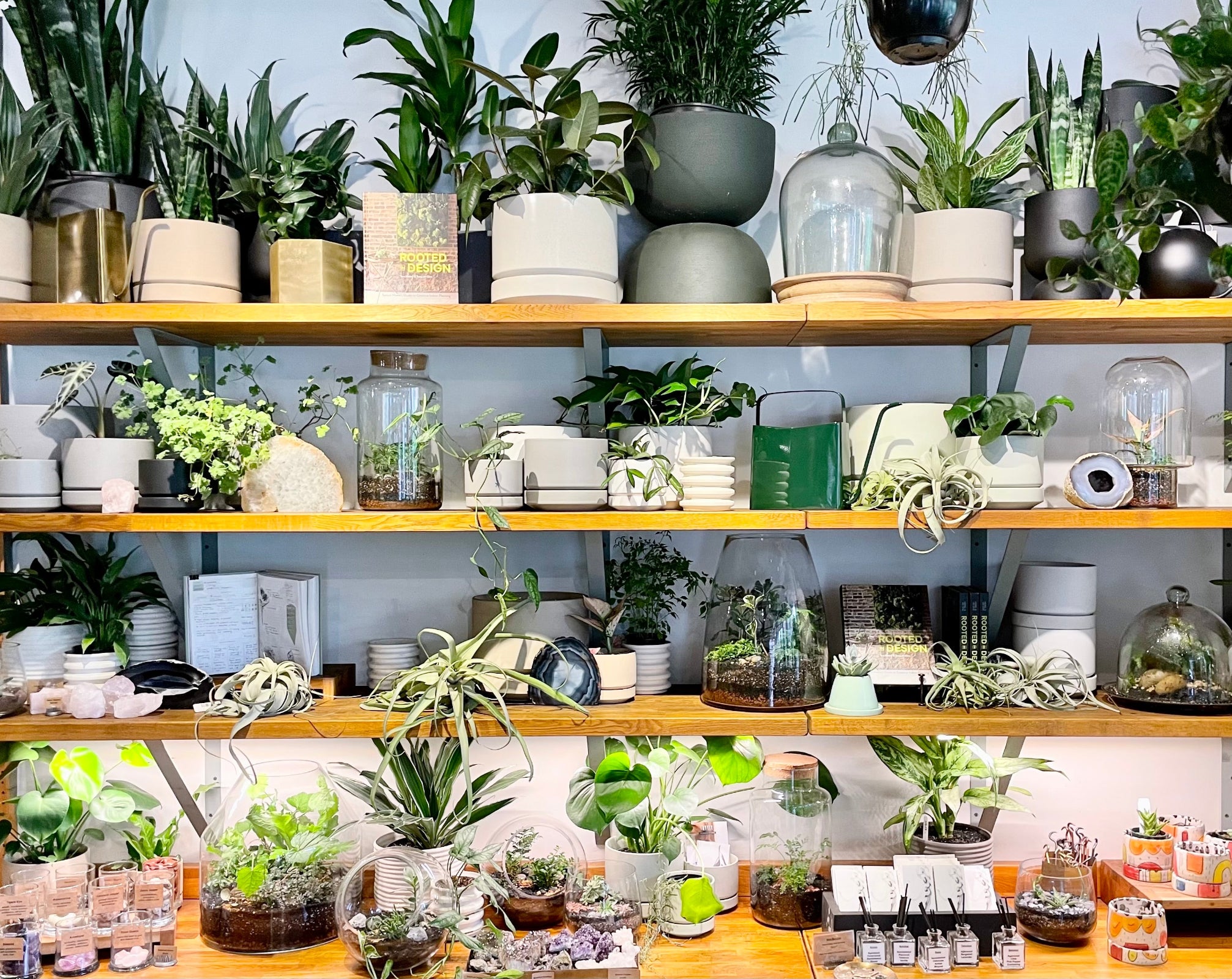 Wood shelving at Sprout-home filled with plants, terrariums, planters and airplanes.