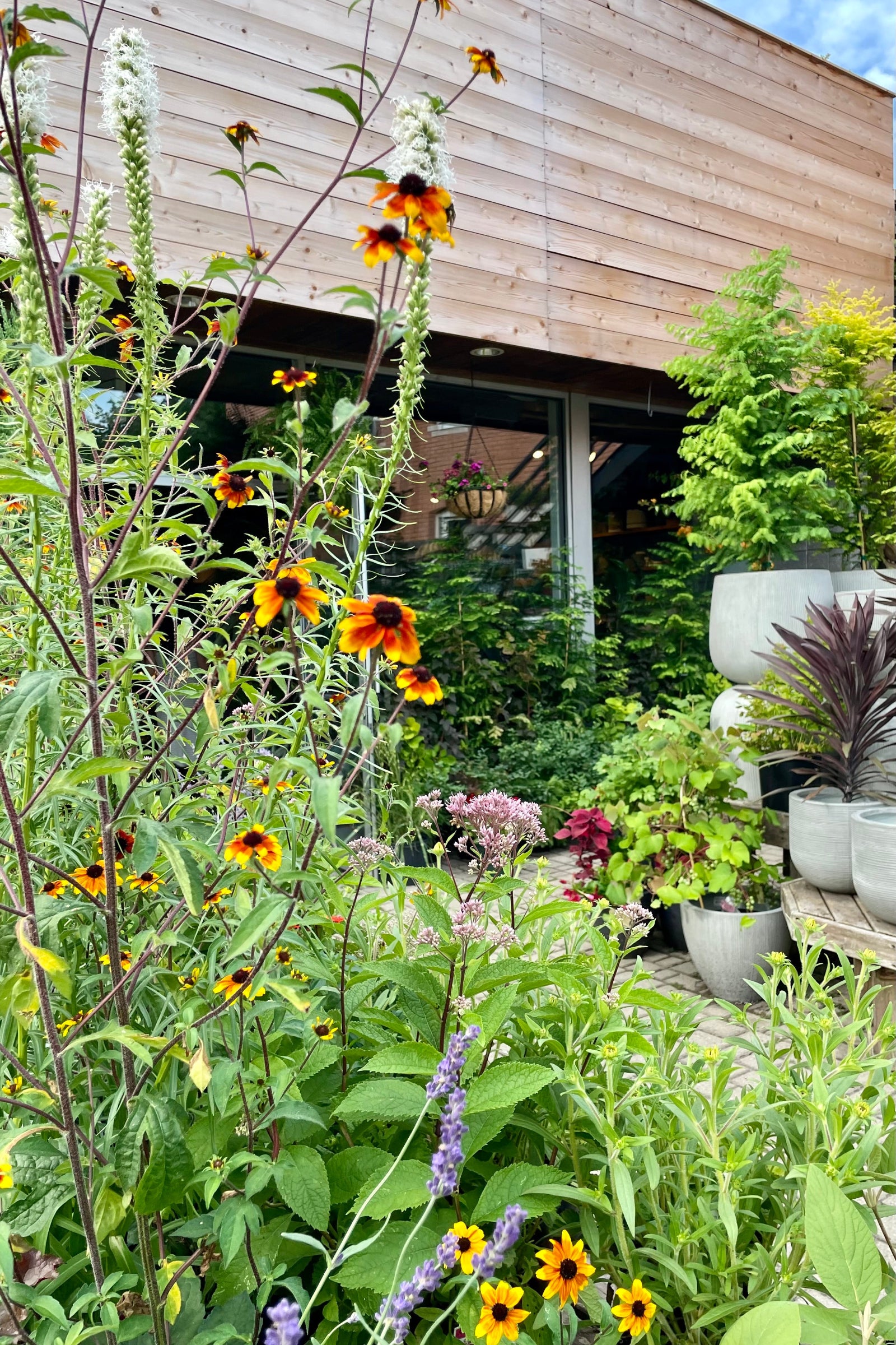 Outdoor garden at Sprout-home with rudbeckia blooming in the foreground and the store windows in the background. 