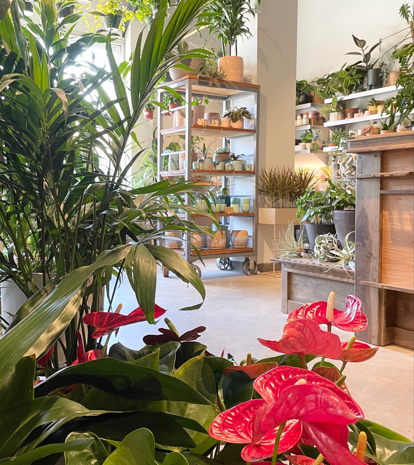 Sprout-home interior of the store with shelving in the background and a red blooming anthurium in the foreground
