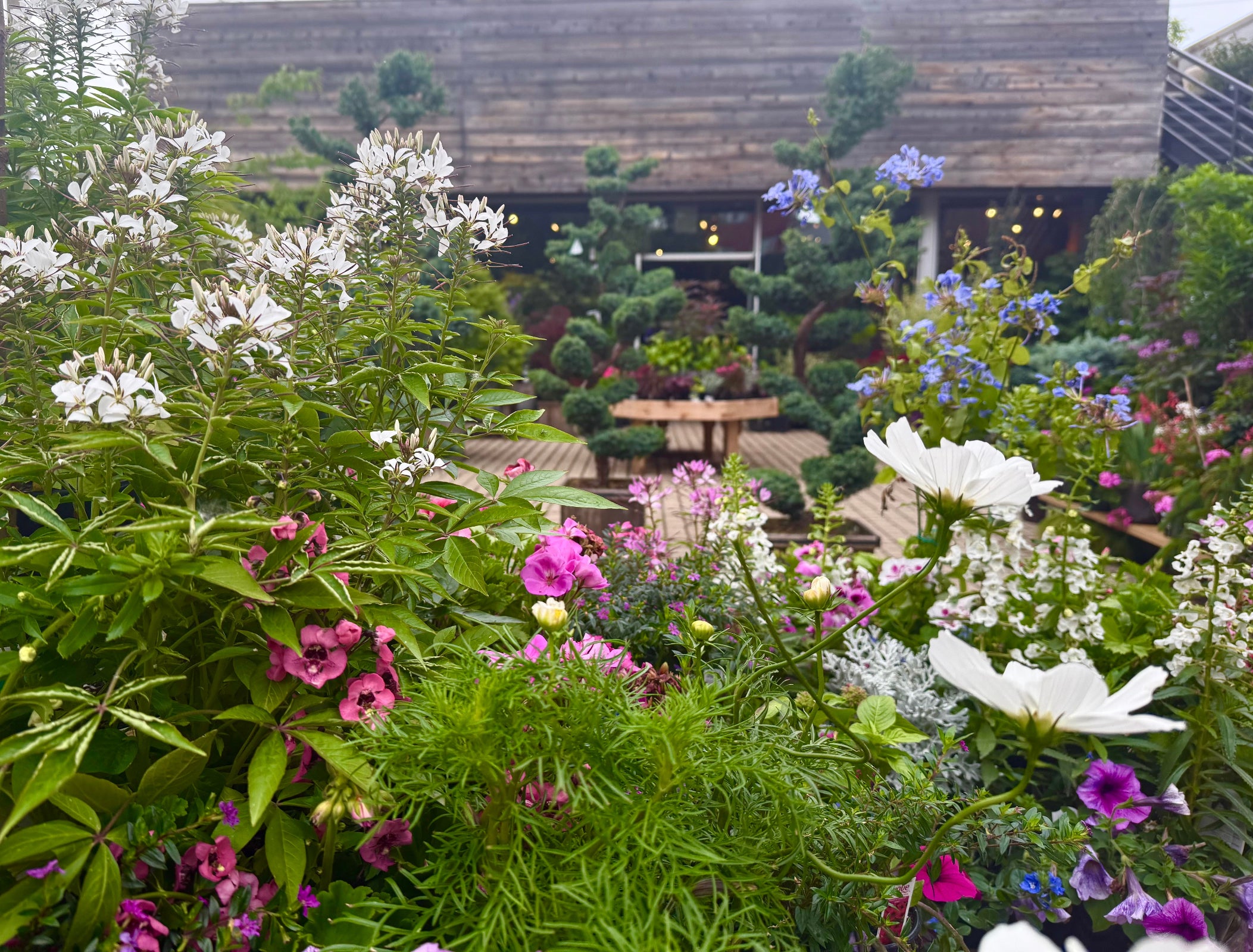 The outdoor garden in June at Sprout-home ©Sprout Home