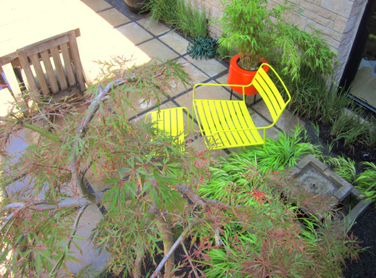 clients garden designed by Sprout-home with a yellow chair and looking from above over a japanese maple tree. 