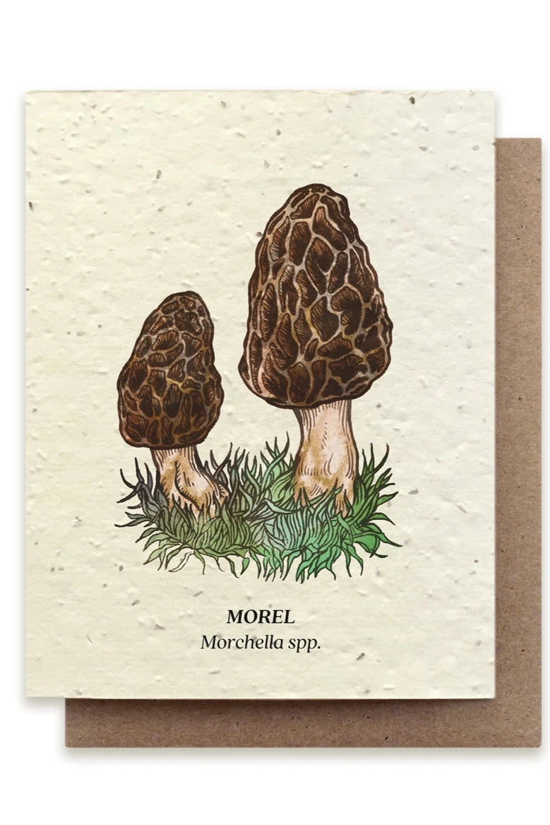 Morel Mushroom Seeded plantable card showing the front of the card with the illustration. 
