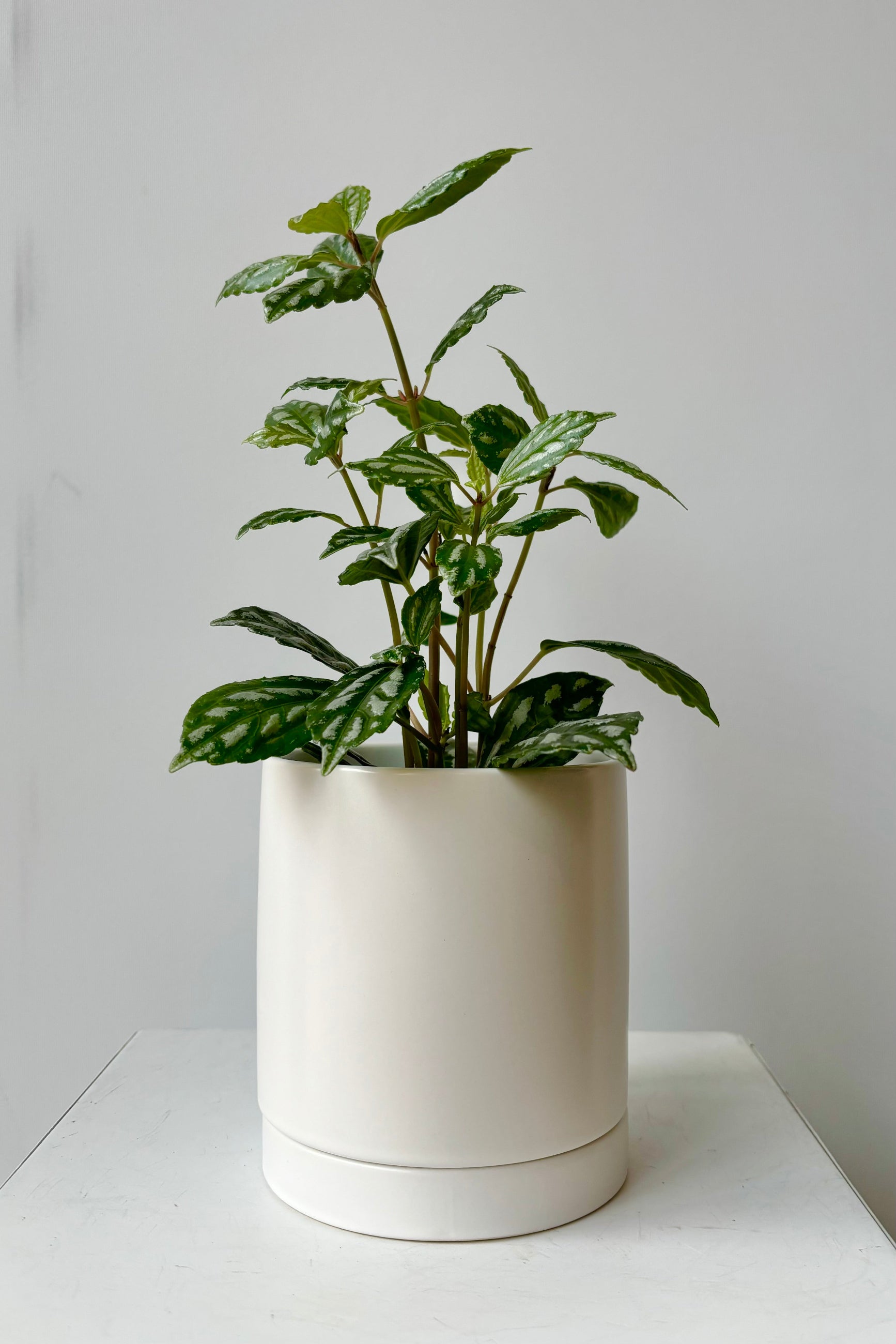 Ceramic, glazed white cylinder planter with drainage hole and tray styled with a green plant against grey background ©Sprout  Home
