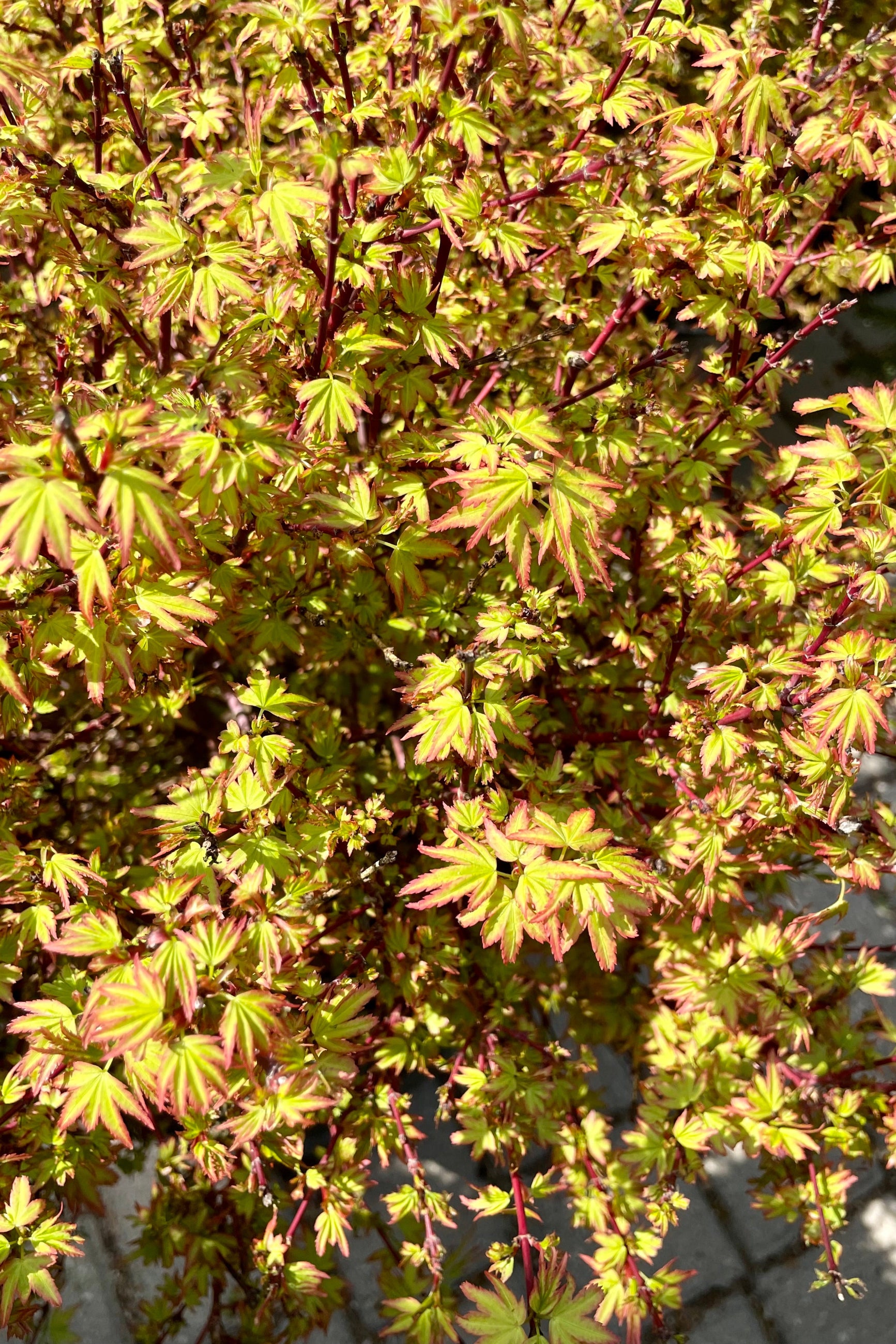 The striking leaves of the Acer 'Koto Maru' the beginning of May with its bright green maple tinged with burgundy.  ©Sprout Home