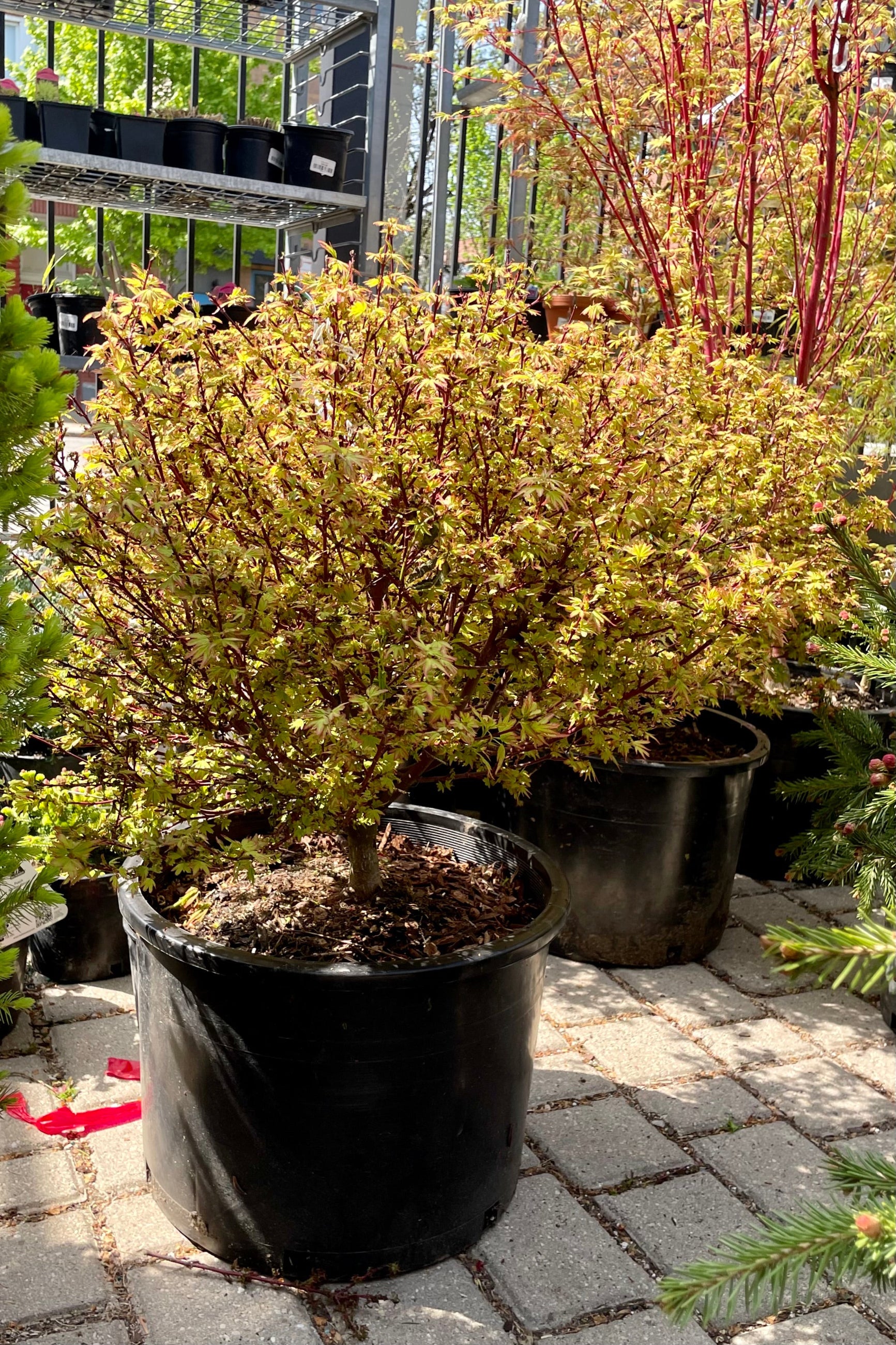 Acer 'Koto Maru' Japanese maple in a #6 growers pot the beginning of May showing off its bright green leaves with burgundy edging.  ©Sprout Home