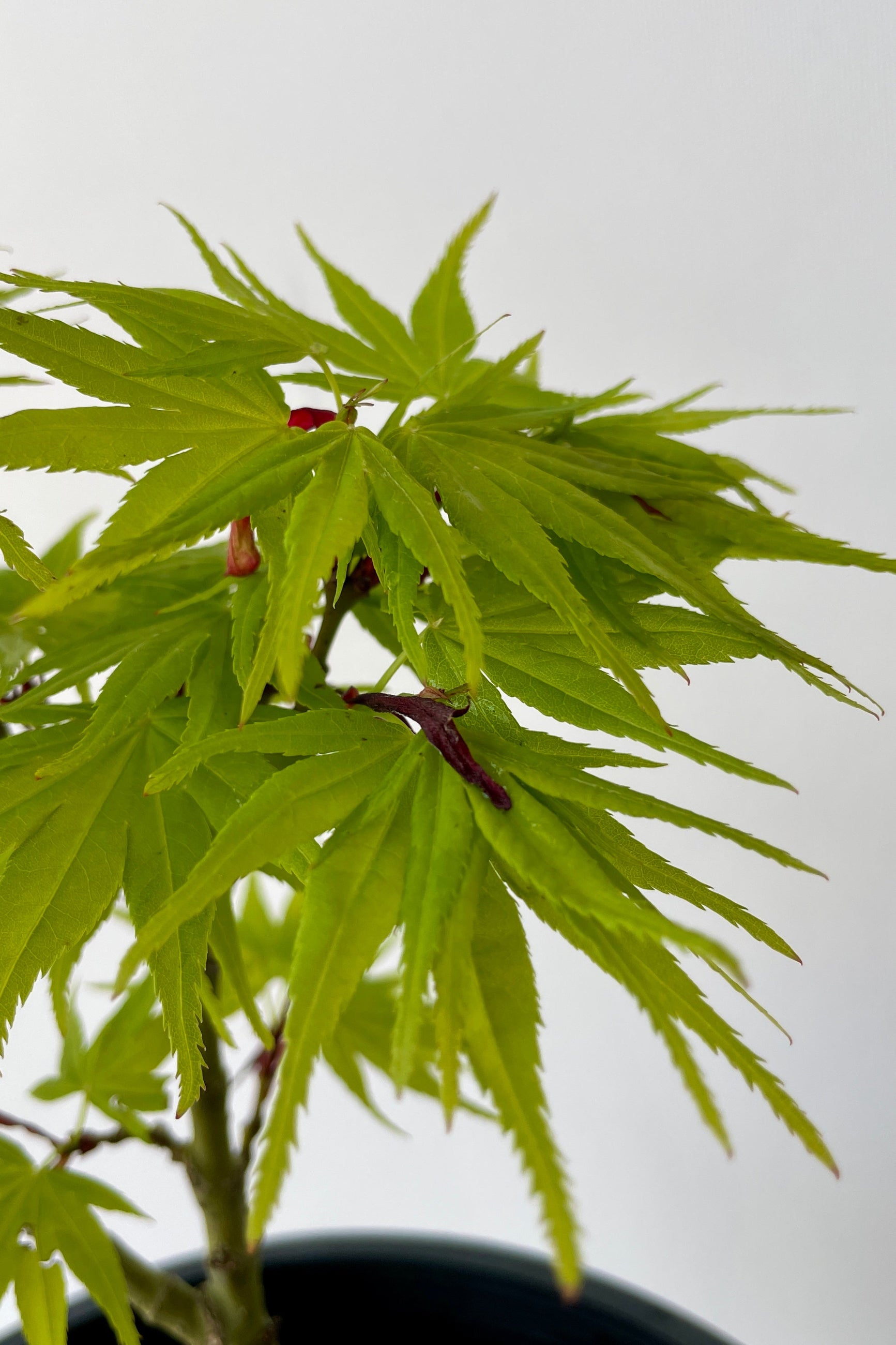 up close chartreuse leaves of the 'Mikawa Yatsubusa' Japanese Maple mid April in front of a white wall.   ©Sprout Home
