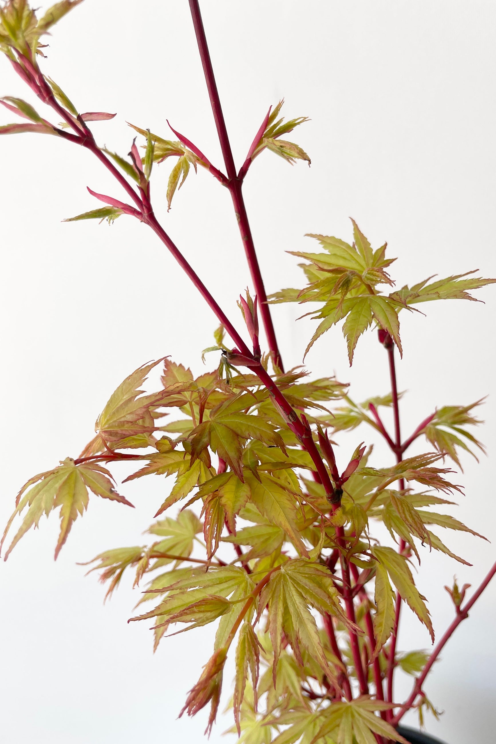 Japanese maple 'Sango Kaku' detail shot of the red stem and yellow and rose leaves the middle of April against a white wall.  ©Sprout Home