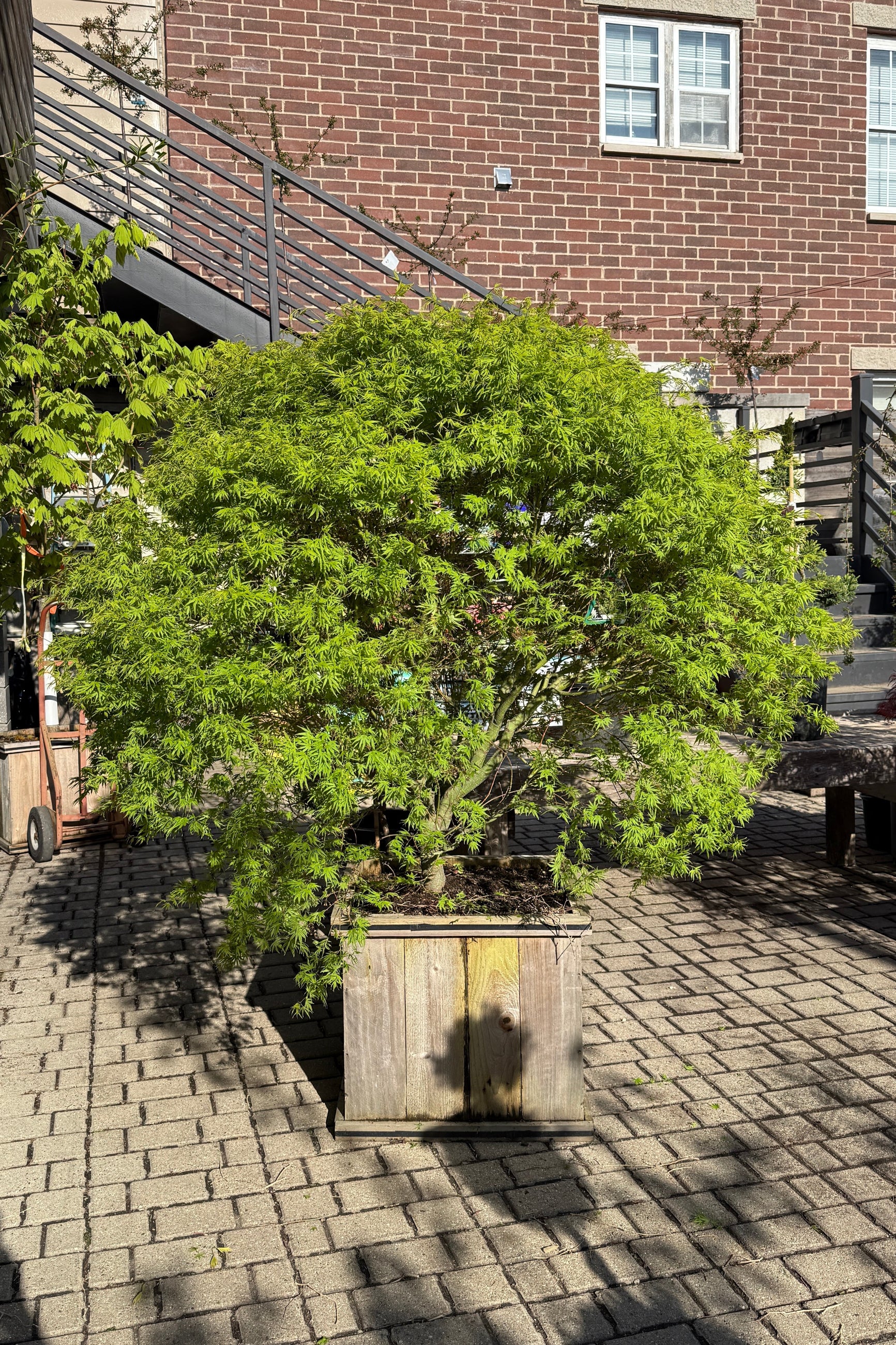 Acer 'Origami' in April  planted in a #20 growers box showing the chartreuse leaves ©Sprout Home