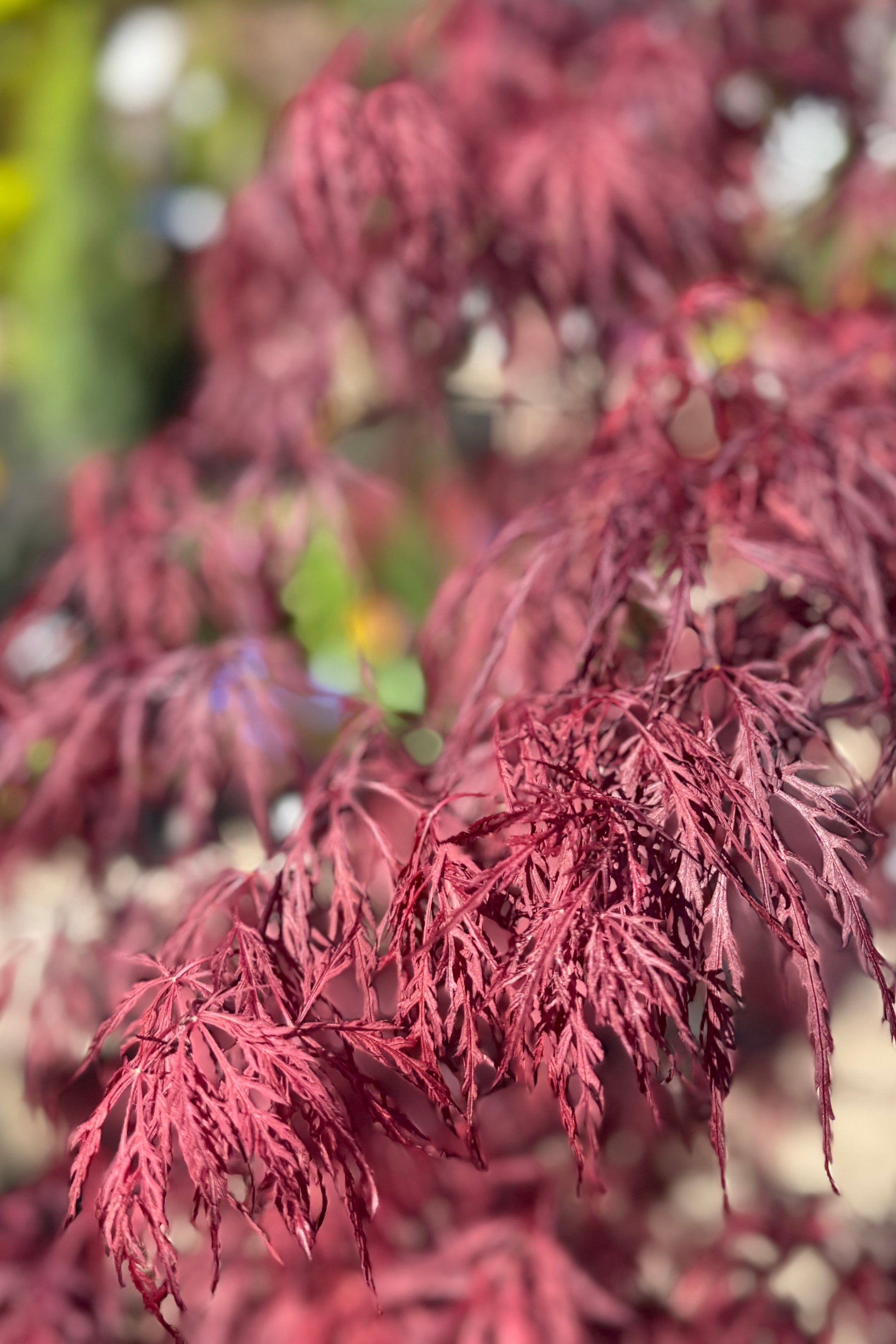 Japanese Maple 'Red Dragon' delicate Lacey leaves in  April ©Sprout Home