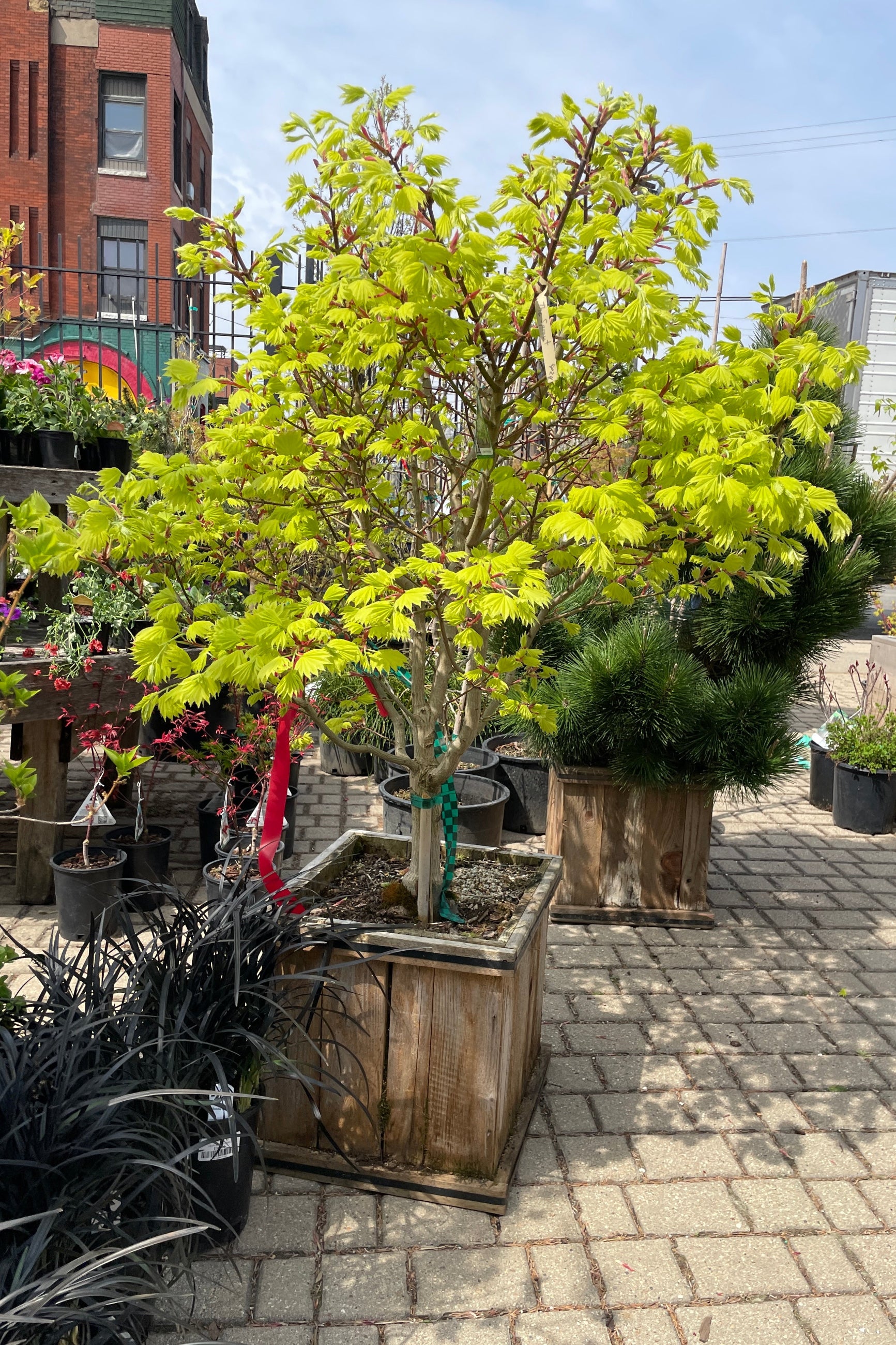 Full Moon Maple in a #15 cedar wood square pot the middle of April with its fresh bright chartreuse leaves.  ©Sprout Home
