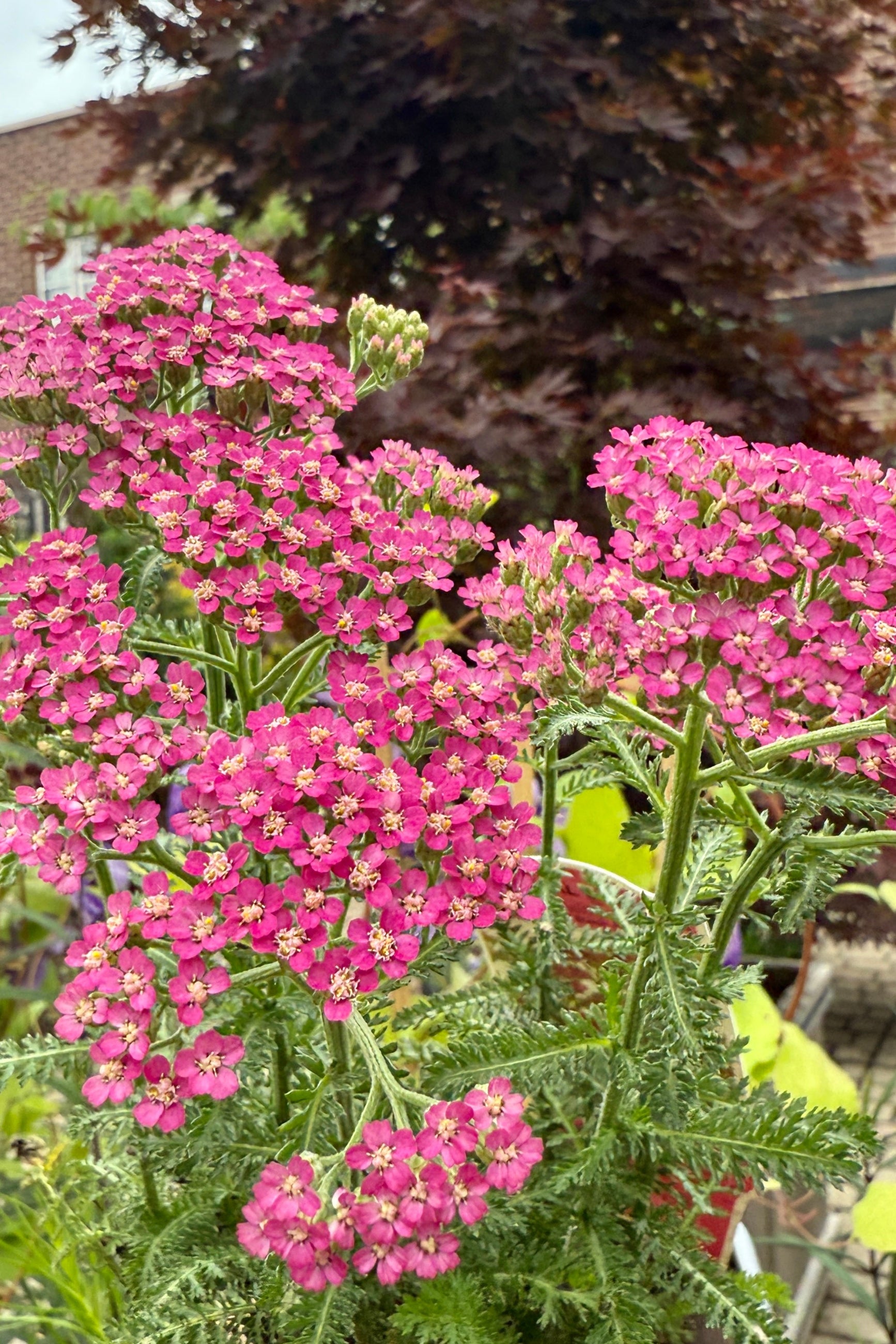 Achillea 'Milly Rock Rose'  in a 1 qt growers pot being held in hand and in bloom mid June showing the purple pink flowers up close  ©Sprout Home