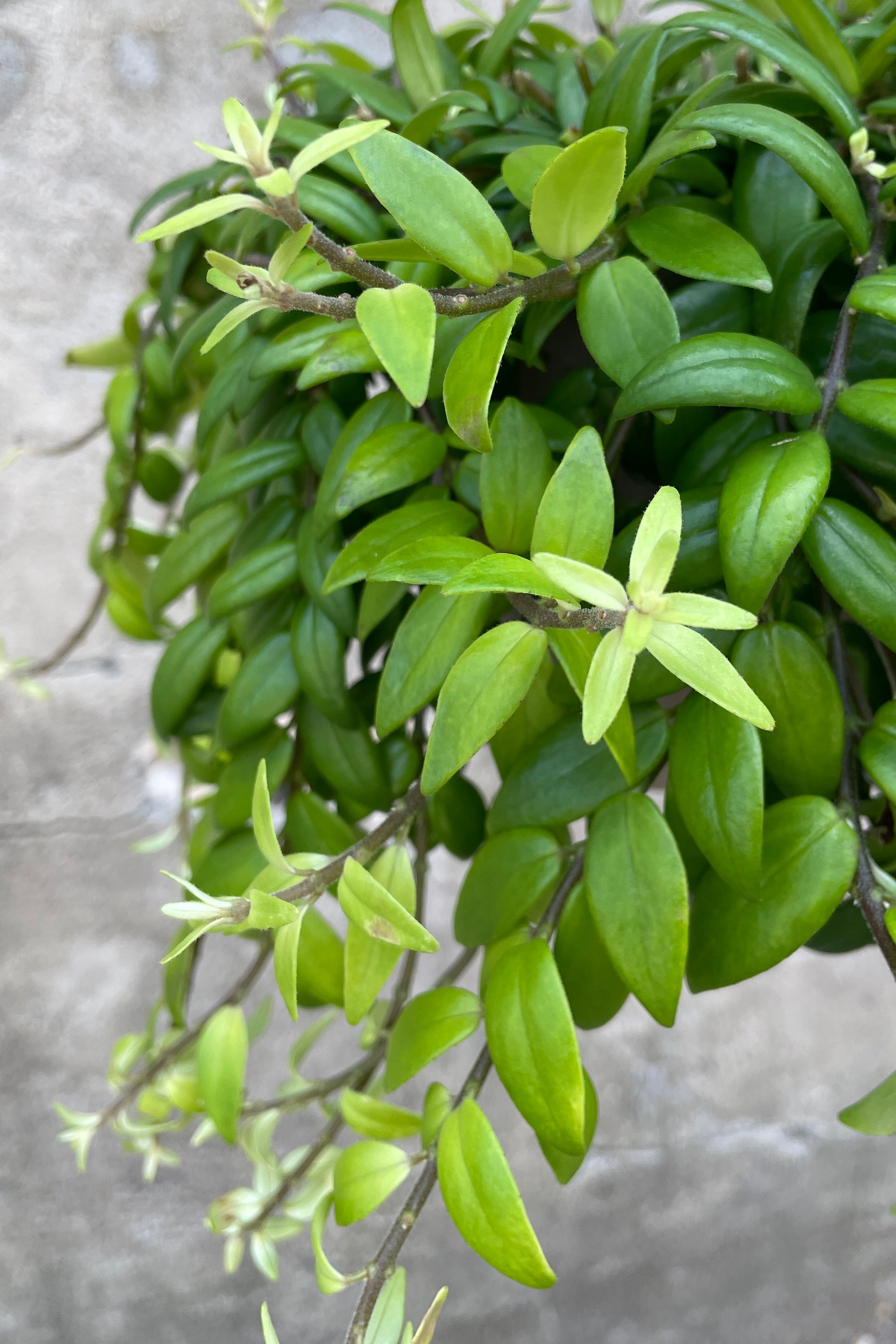 Detail photo of the Aeschynanthus japhrolipsis plant at Sprout-home