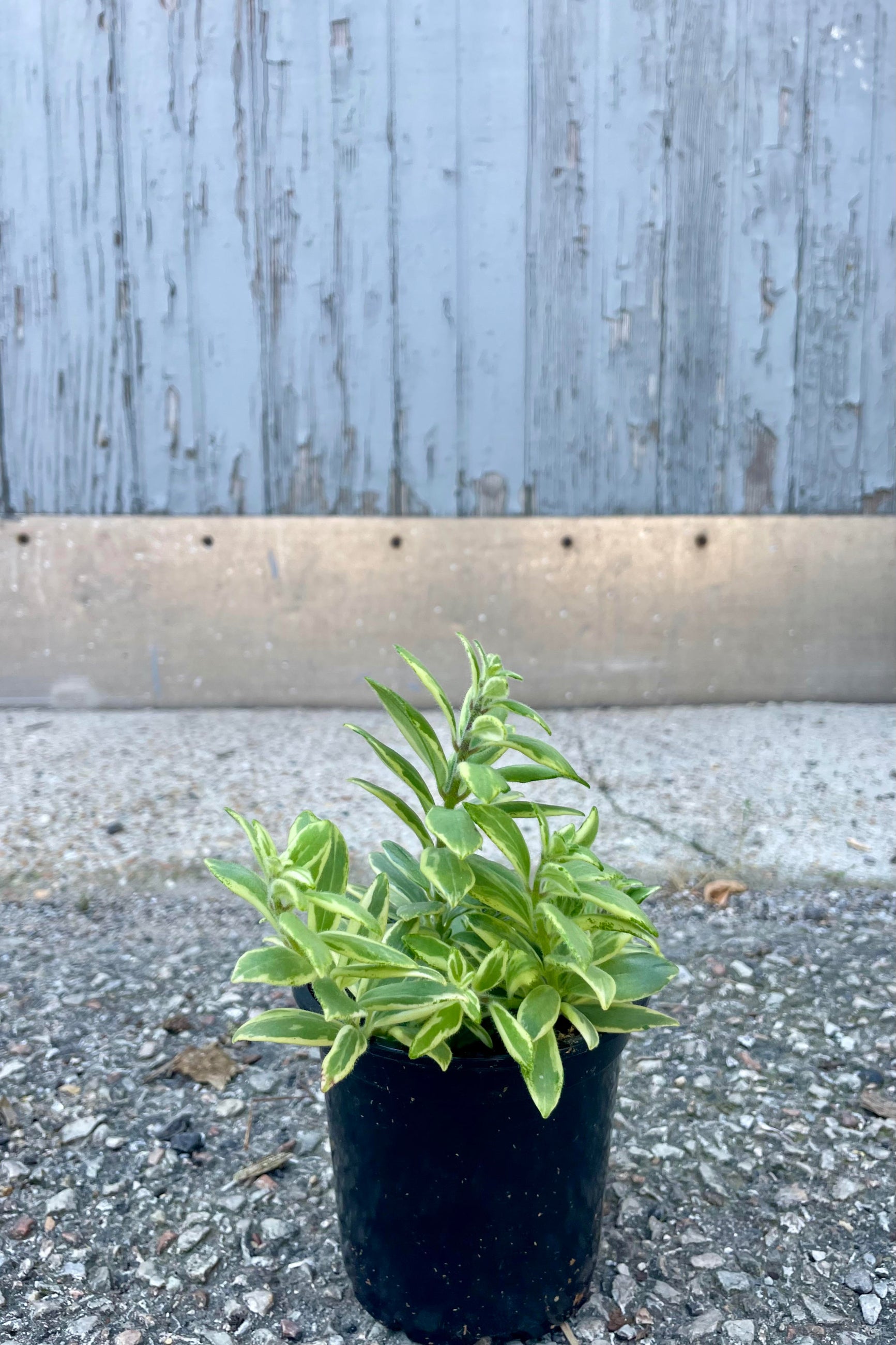 Photo of Aeschynanthus radicans 'Bolero Bicolore' in a black pot on a concrete surface. The plant has vibrantly variegated leaves of yellow and green. The photo is from the front showing the plant in front of a gray wall.