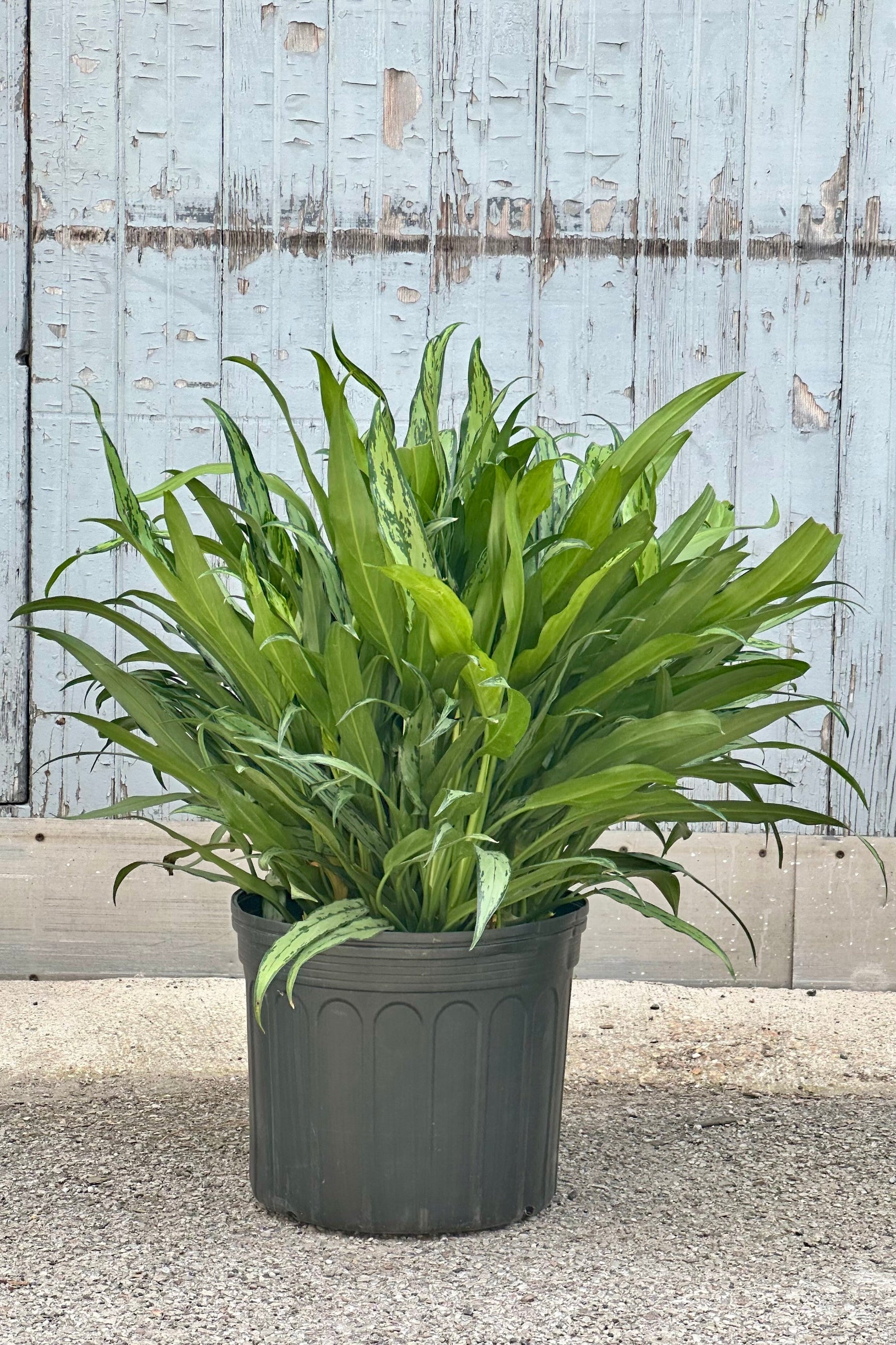 Aglaonema 'Cutlass' in a 14" growers pot against a grey wood wall at Sprout-home. 