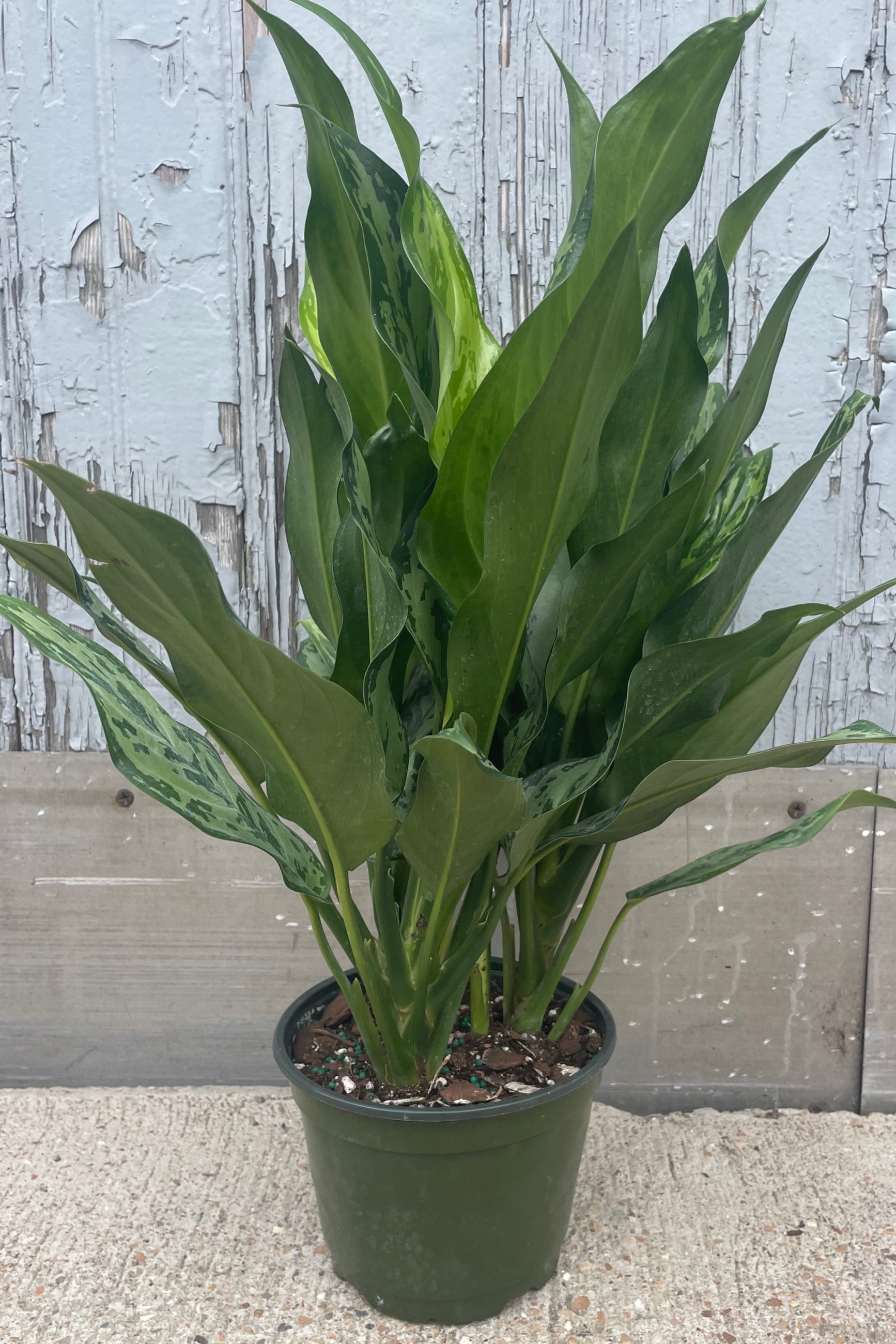 Photo of a plant with broad, long pointed leaves with green mottling. The plant is shown in a green pot in front of a gray wall and is Aglaonema 'Romeo' ©Sprout Home