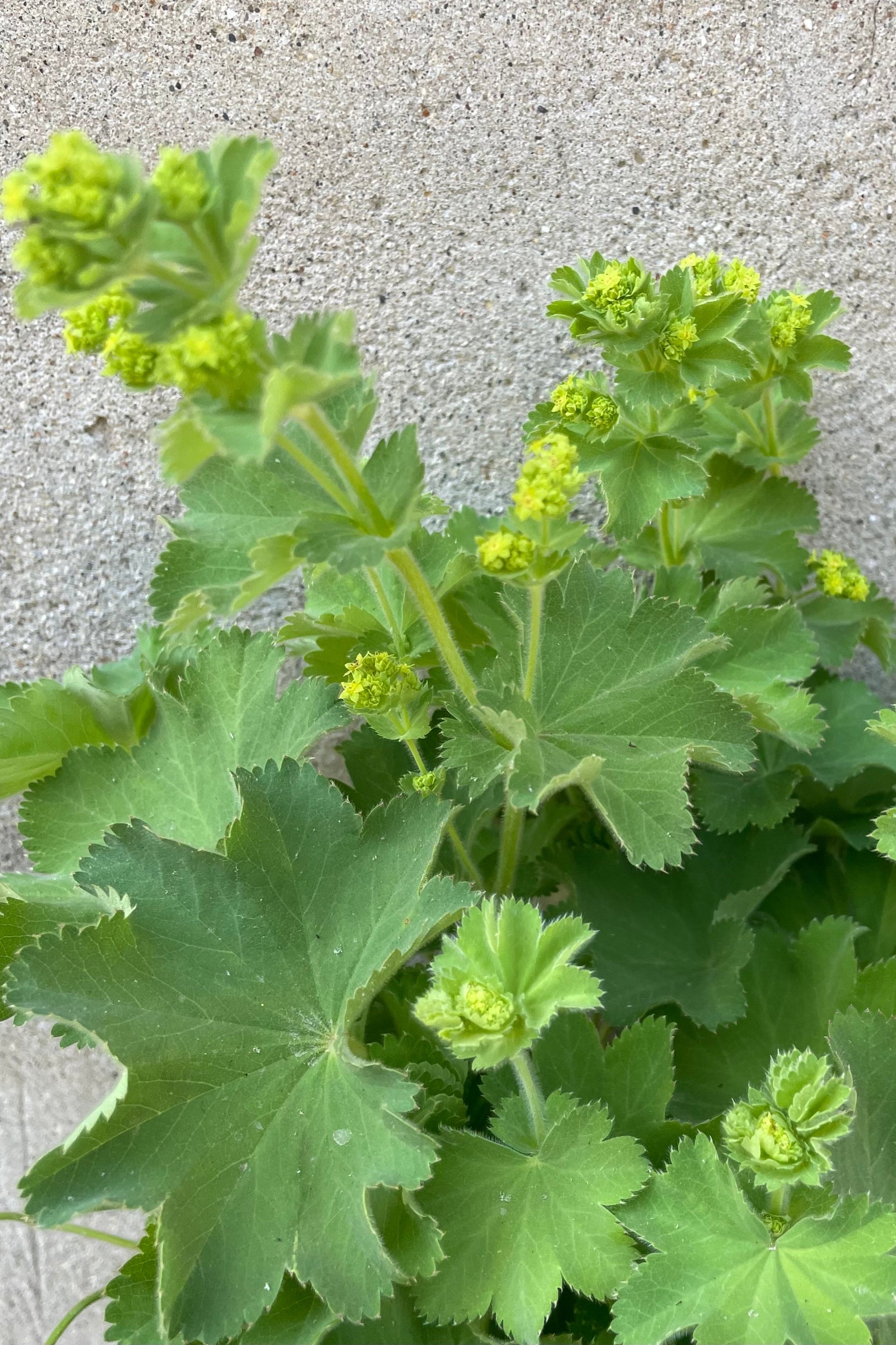 Alchemilla 'Thriller' just starting to bloom the middle/end of May with its yellow sweet flowers above soft foliage.  ©Sprout Home