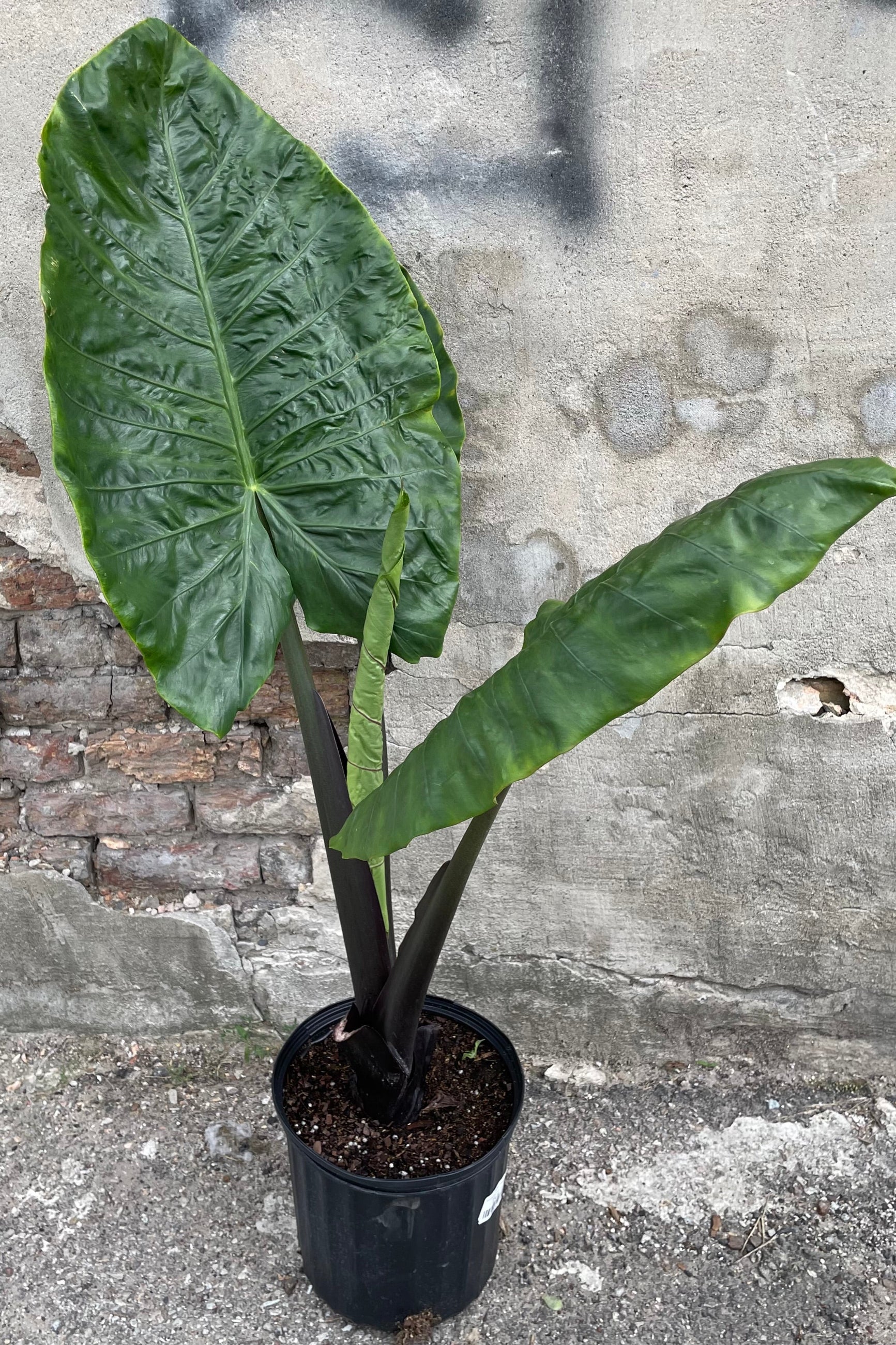 Alocasia 'Metal Head' in a 10" growers pot showing off its huge heart shaped leaves  ©Sprout Home