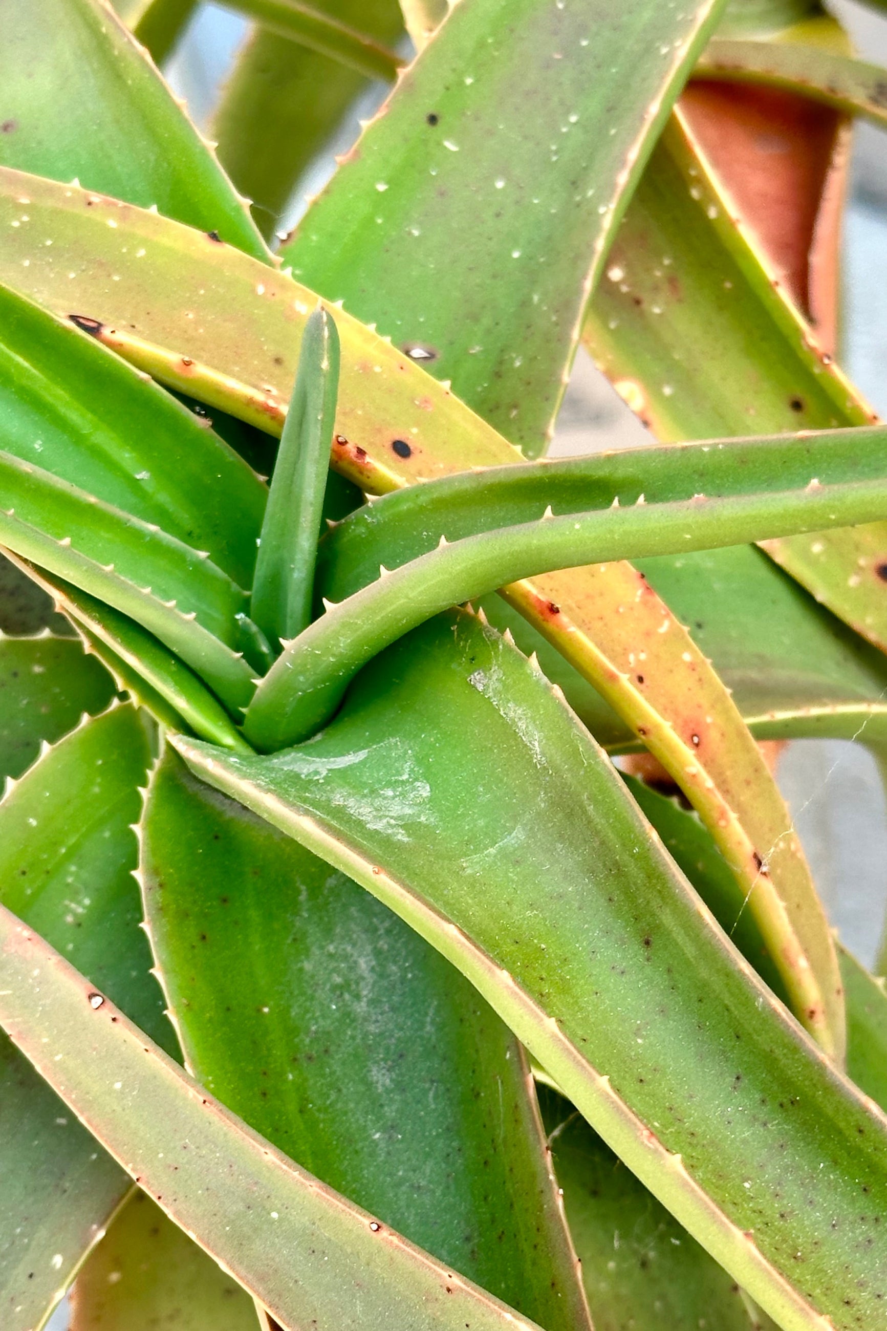 Aloe 'Medusa' close up showing its thick leaves at Sprout-home. 