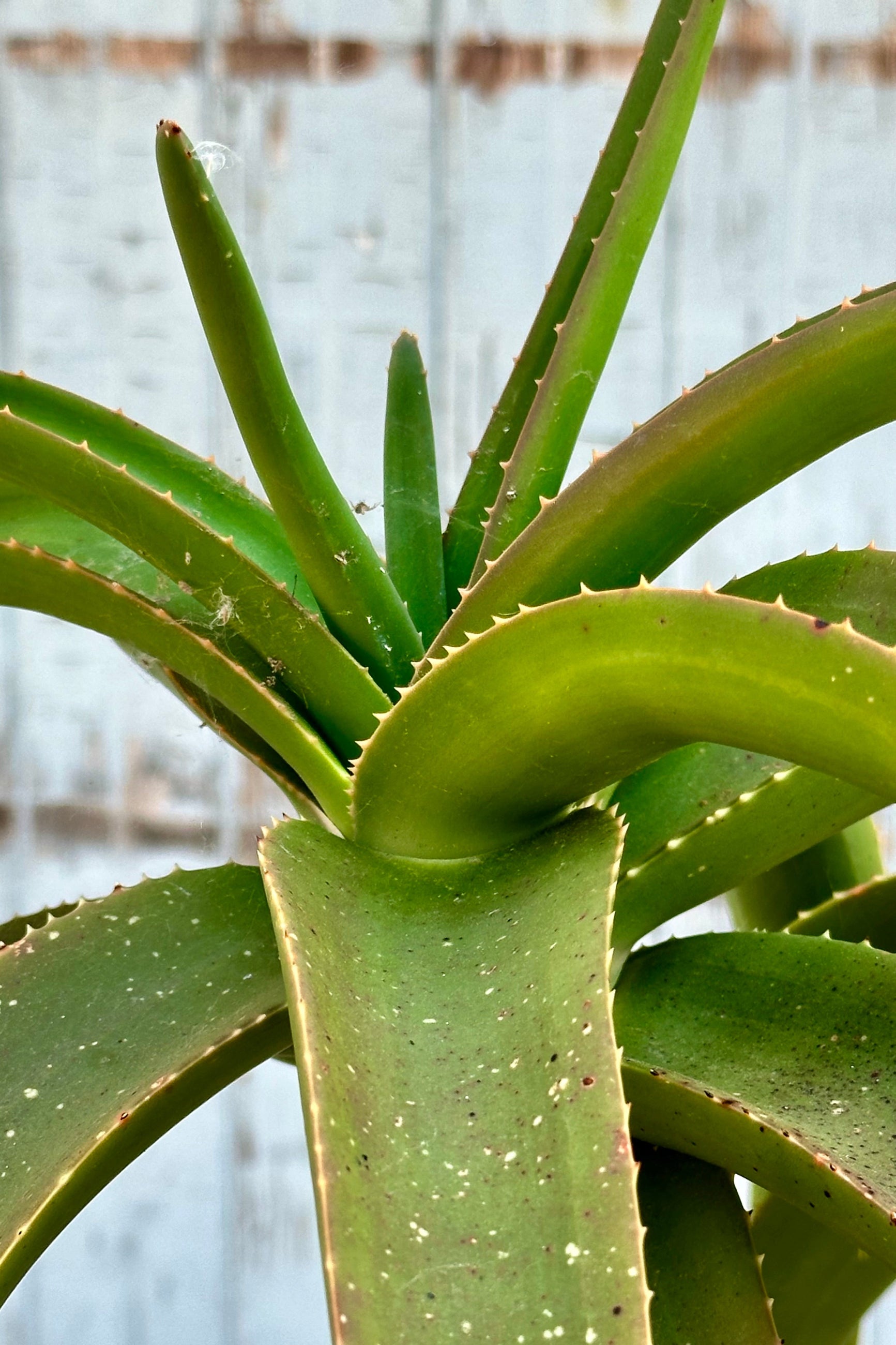 Aloe 'Medusa' up close at Sprout-home