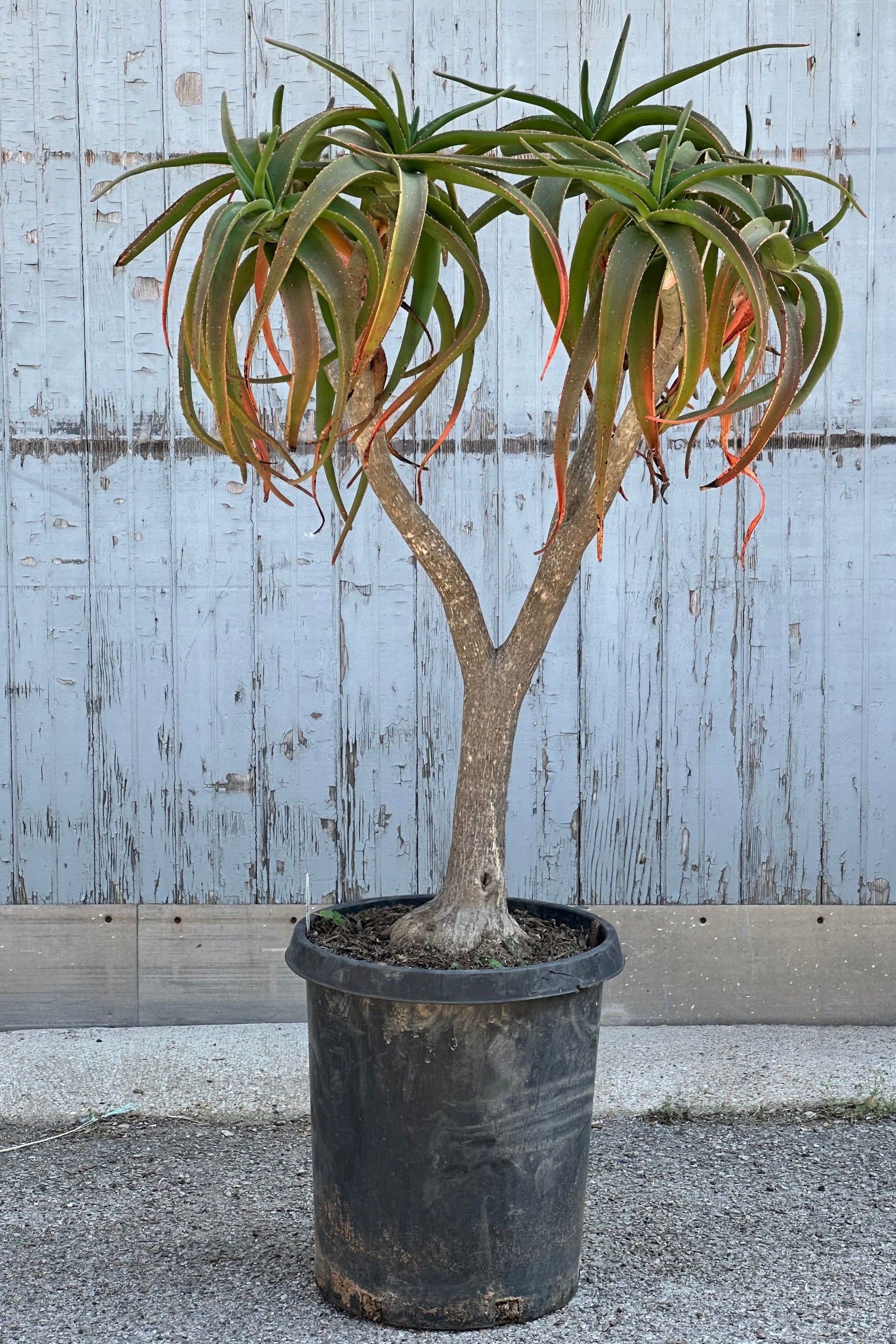 An Aloe 'Medusa' tree in a #15 growers pot standing tall against a wood wall at Sprout-home. 