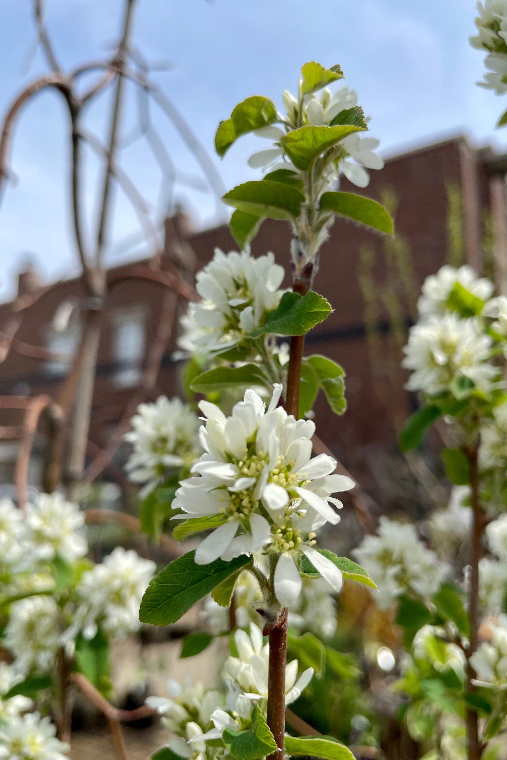 The white flower bloom of a Standing Ovation Amelancheir the middle of April.  ©Sprout Home
