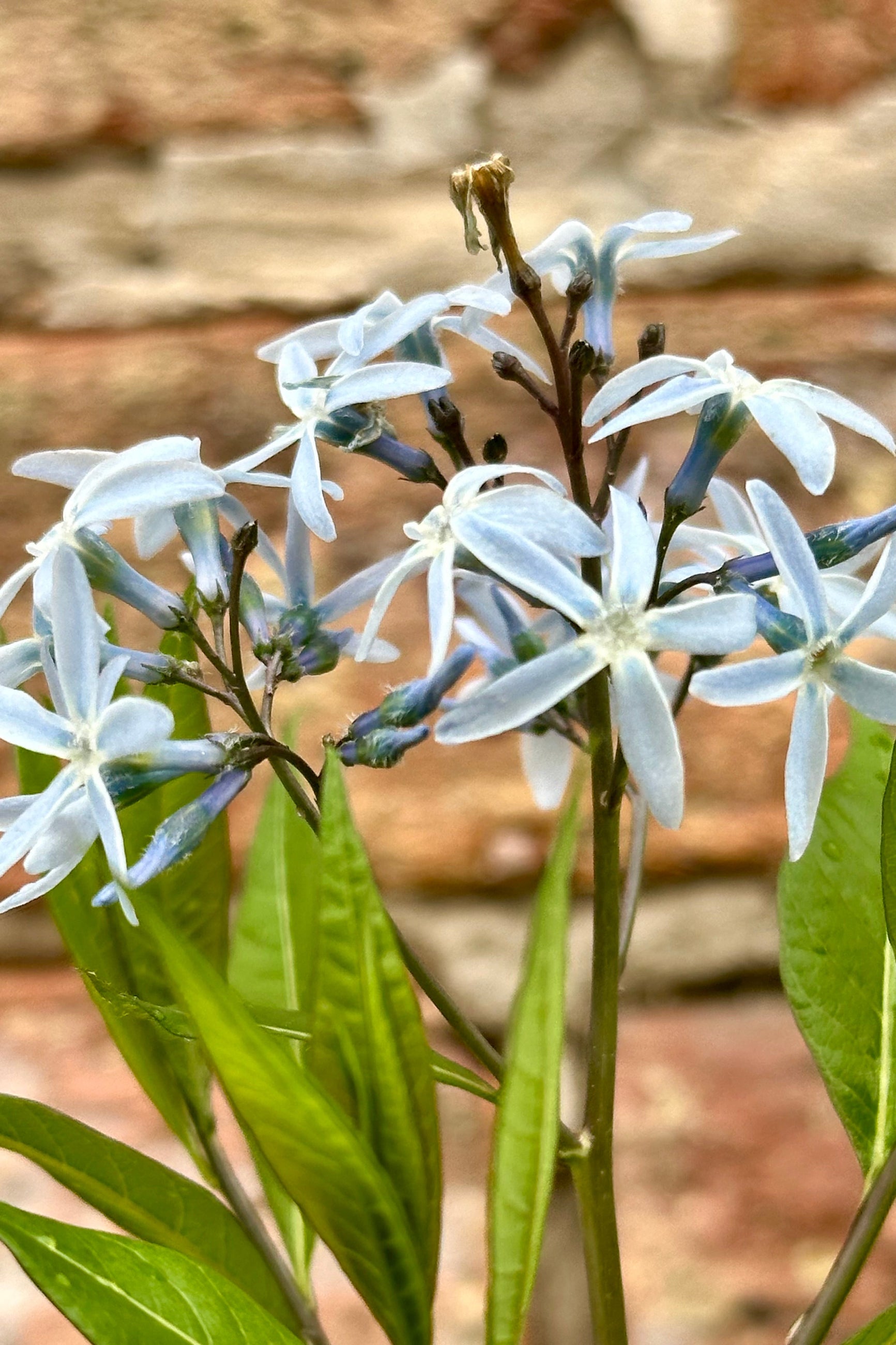 The light blue bloom of the Amsonia 'Starstruck' mid May at Sprout-home ©Sprout Home