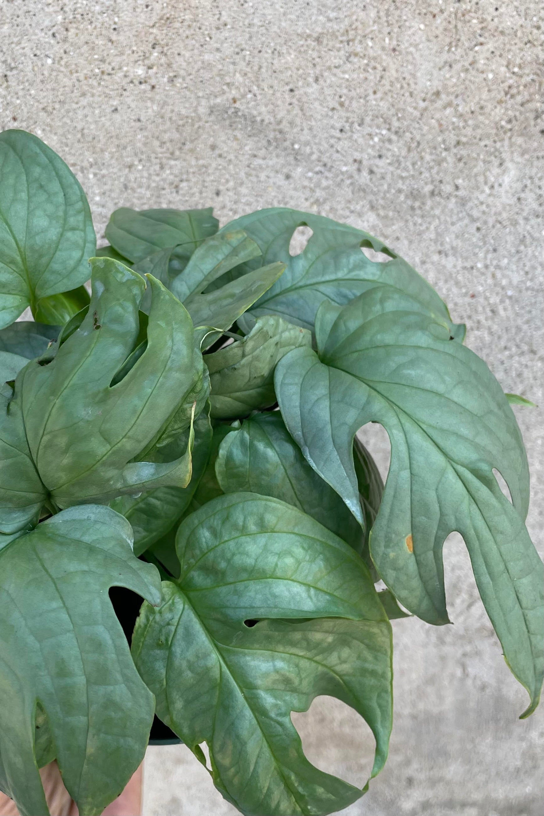 Close photo of fenestrated silver-toned leaves of Amydrium medium 'Silver Form' houseplant against a cement wall.