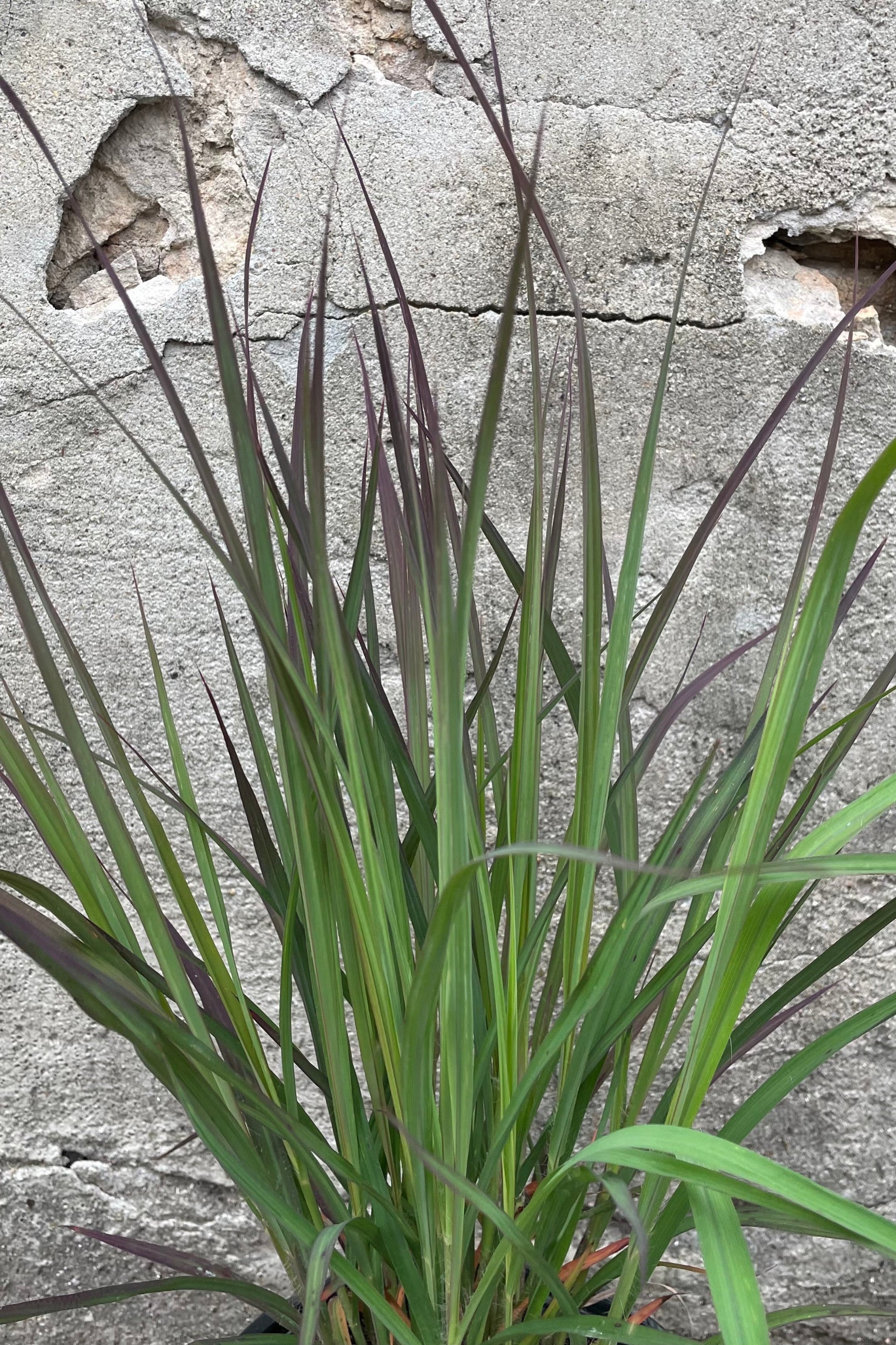 Detail shot of the green with auburn tips blades of Andropogon 'Red October' in them middle of June ©Sprout Home
