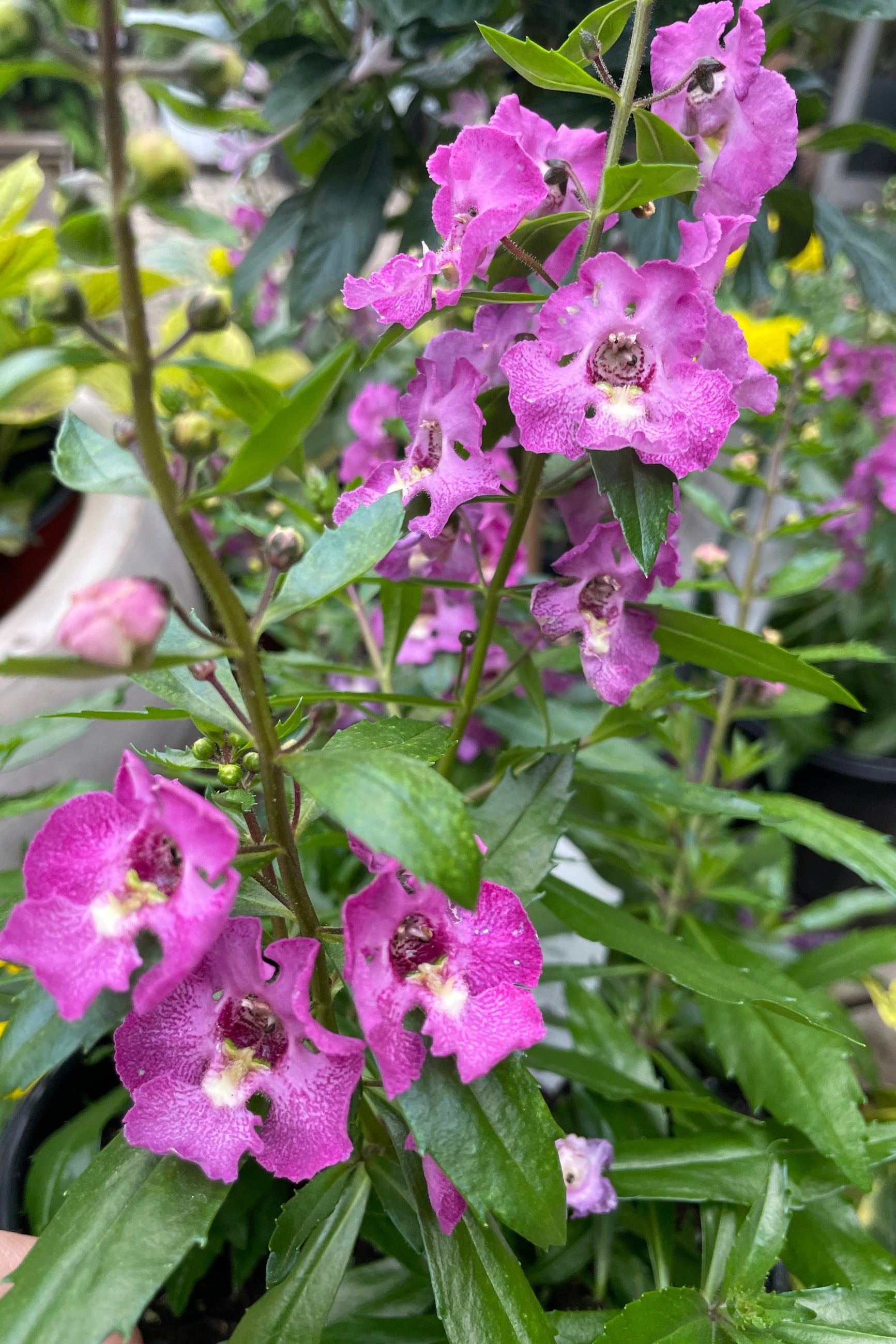 Angelonia 'Archangel Pink' annual blooming with its open snapdragon like flowers the beginning of May at Sprout-home.  ©Sprout Home