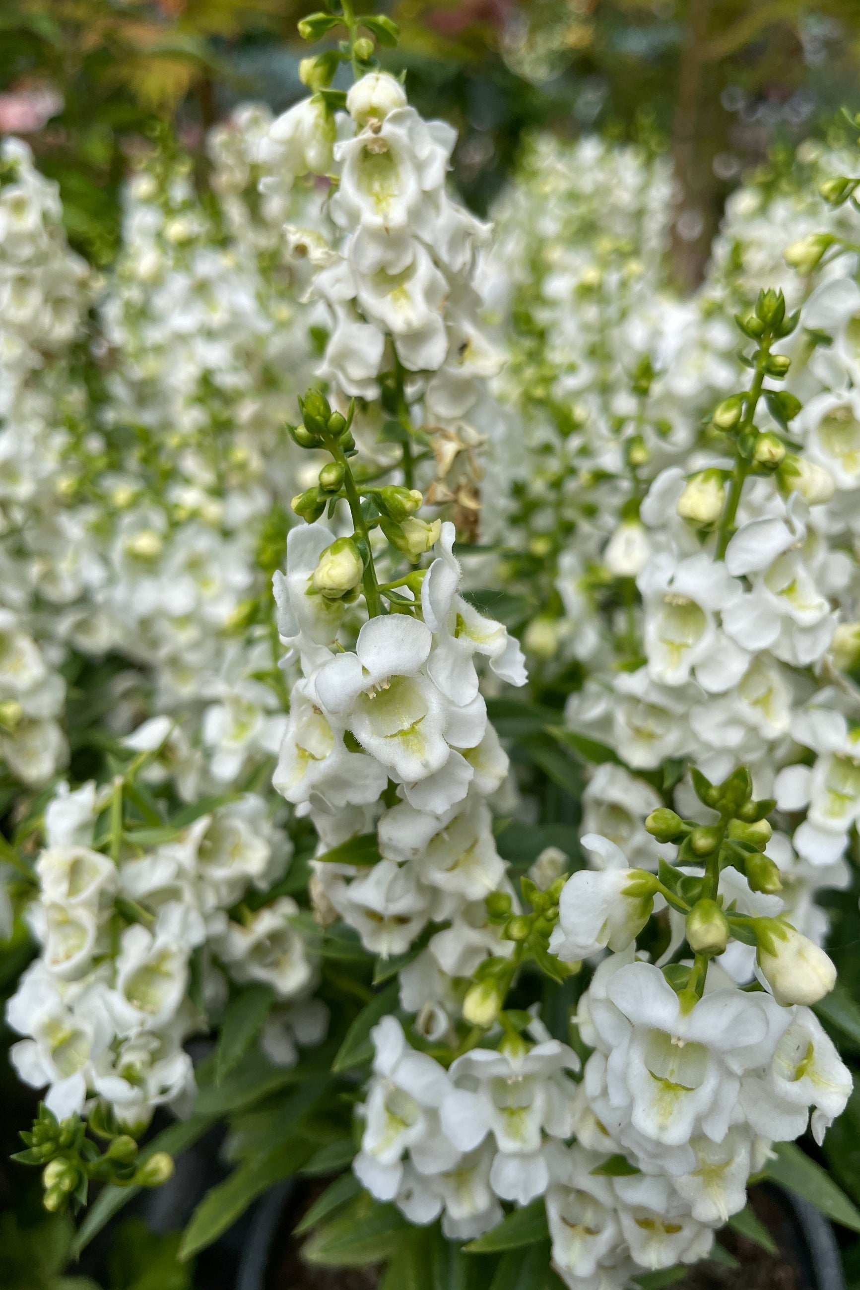 White flowering Angelonia mid May in the Sprout-home yard.  ©Sprout Home