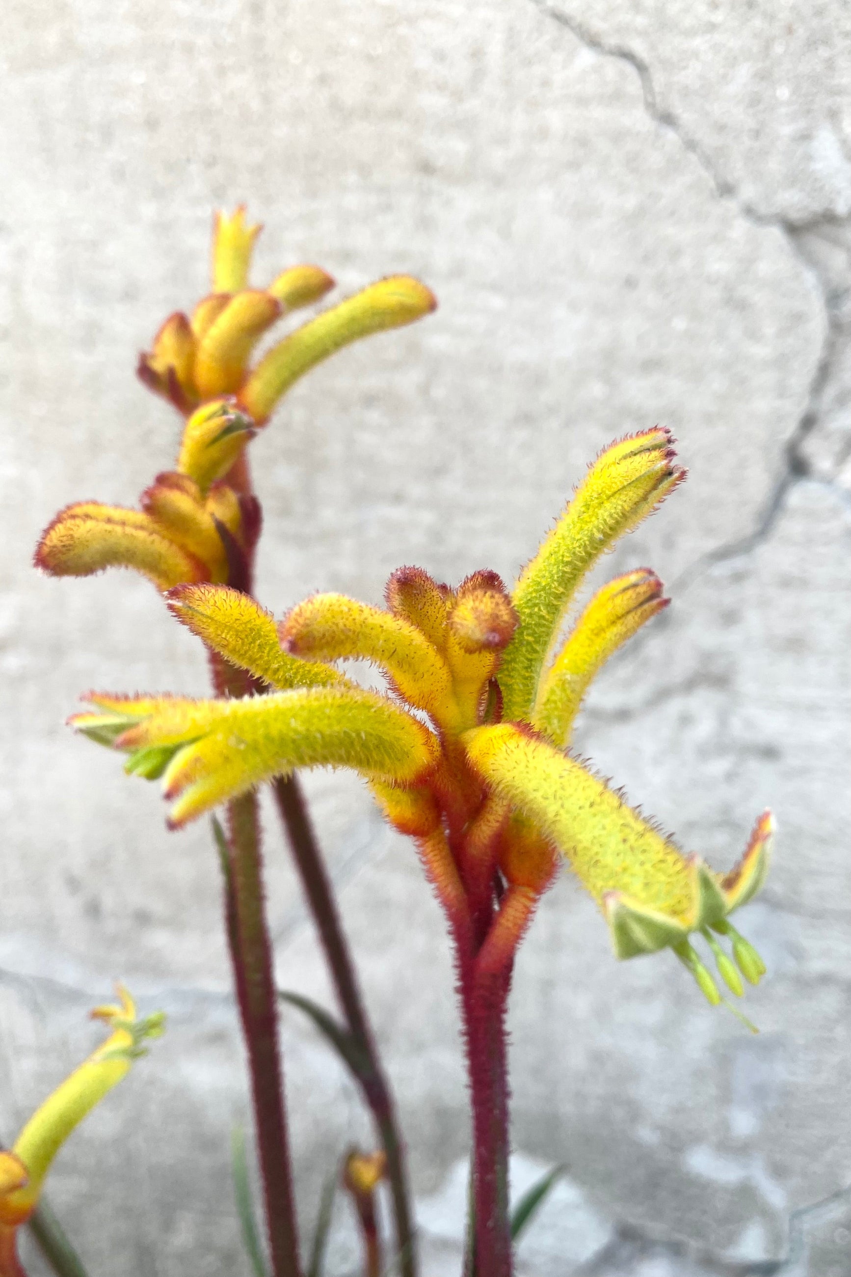 A detailed view of one of the variations of Anigozanthos #1 against concrete backdrop ©Sprout Home 