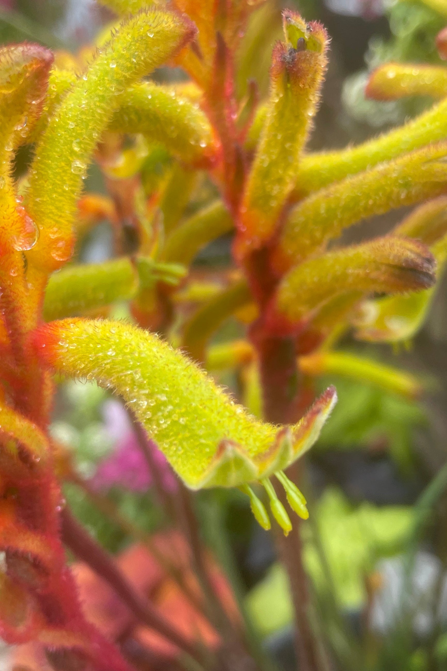 Yellow flowering kangaroo paw mid May at Sprout-home ©Sprout Home