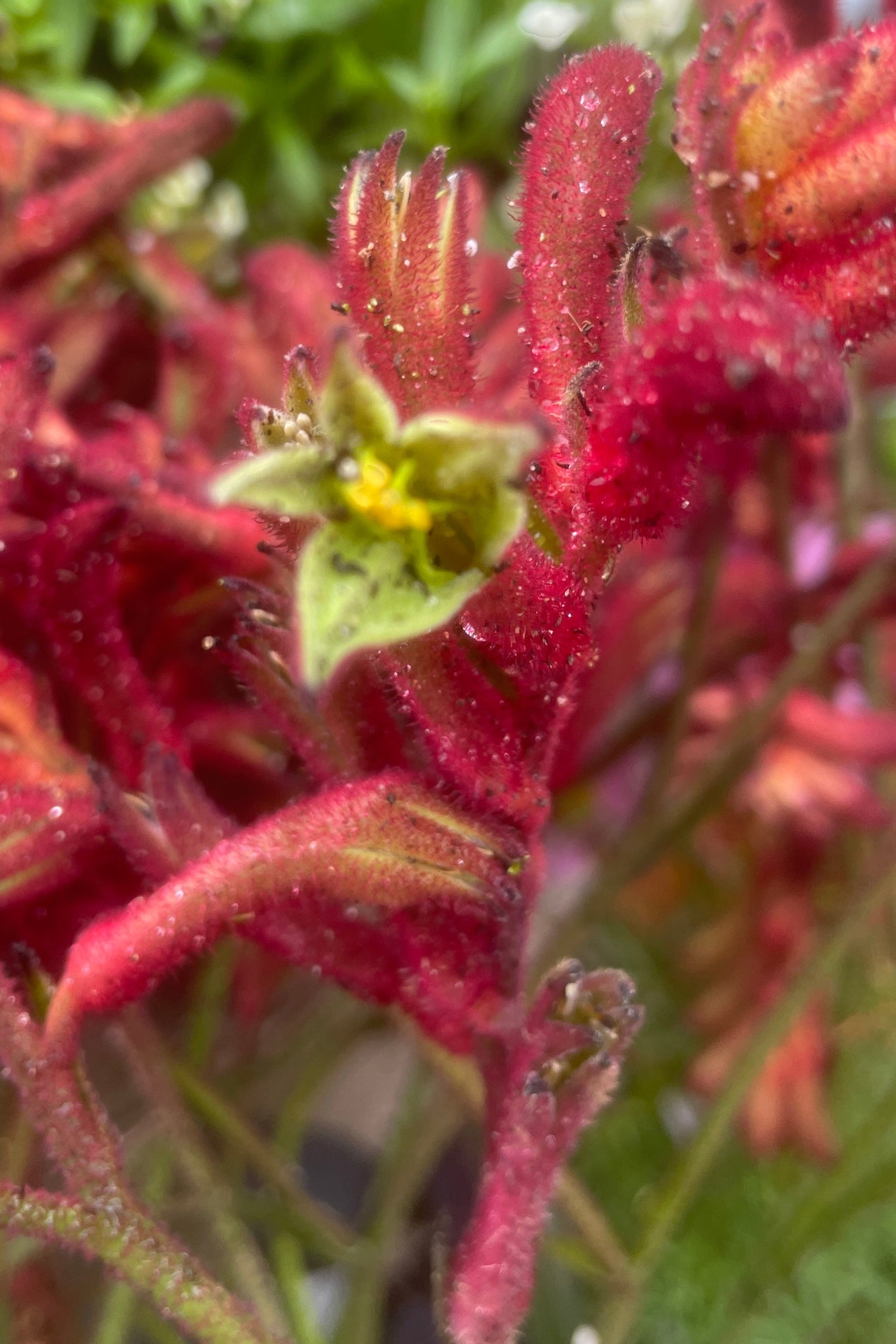 Red blooming Kangaroo Paw up close mid may at Sprout-home.  ©Sprout Home