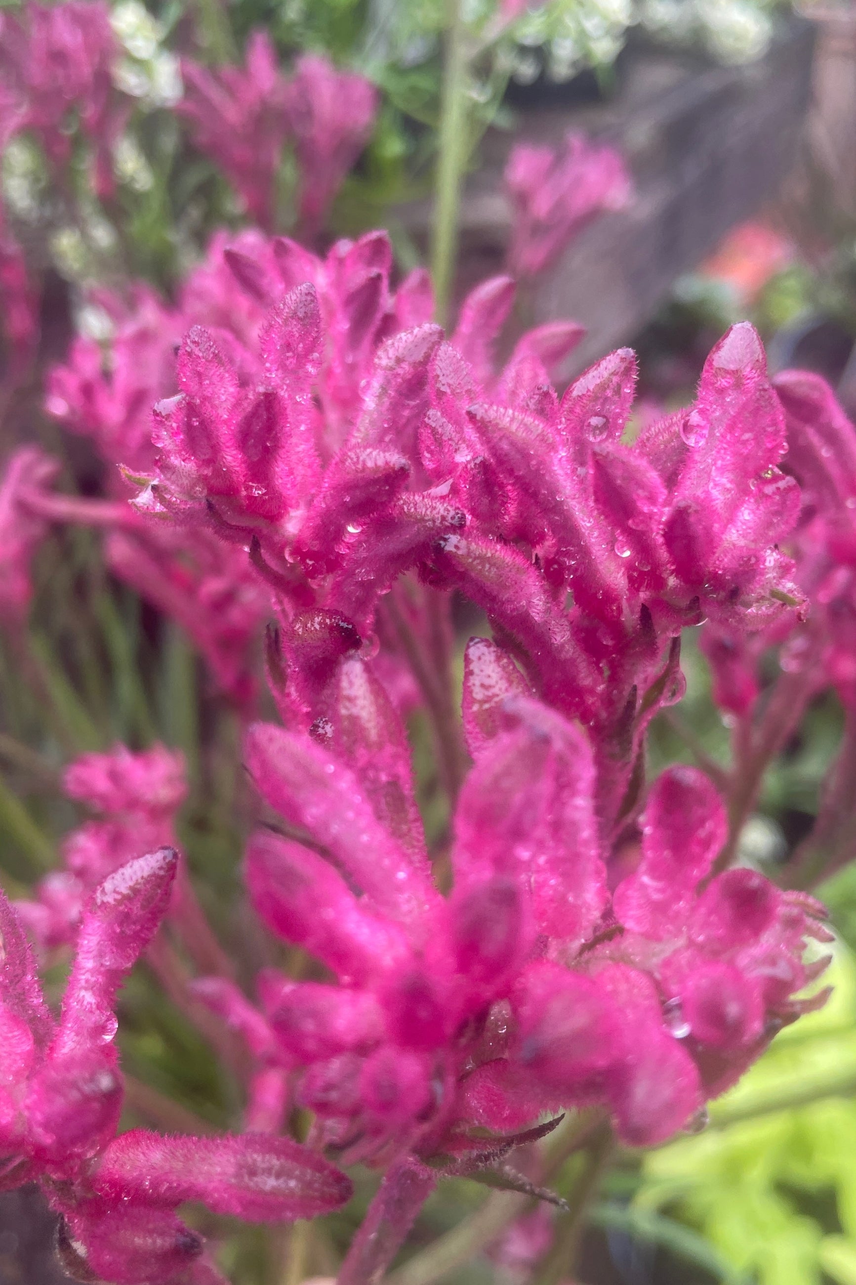 A bright pink flowering Anigozanthos up close mid May ©Sprout Home