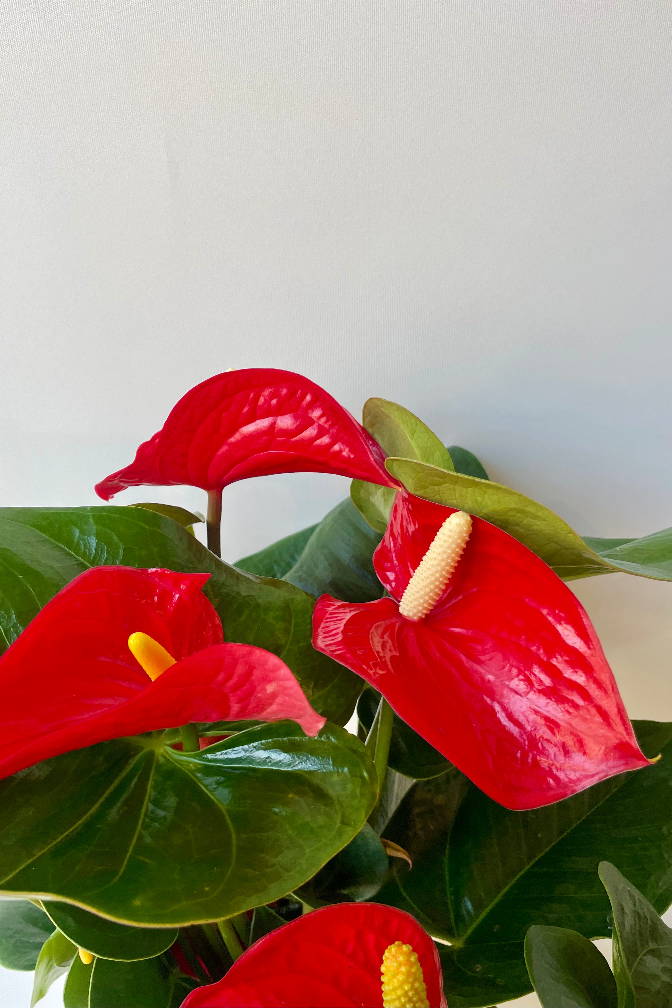 Close photo of red anthurium flowers and green leaves against a white wall at Sprout-home.