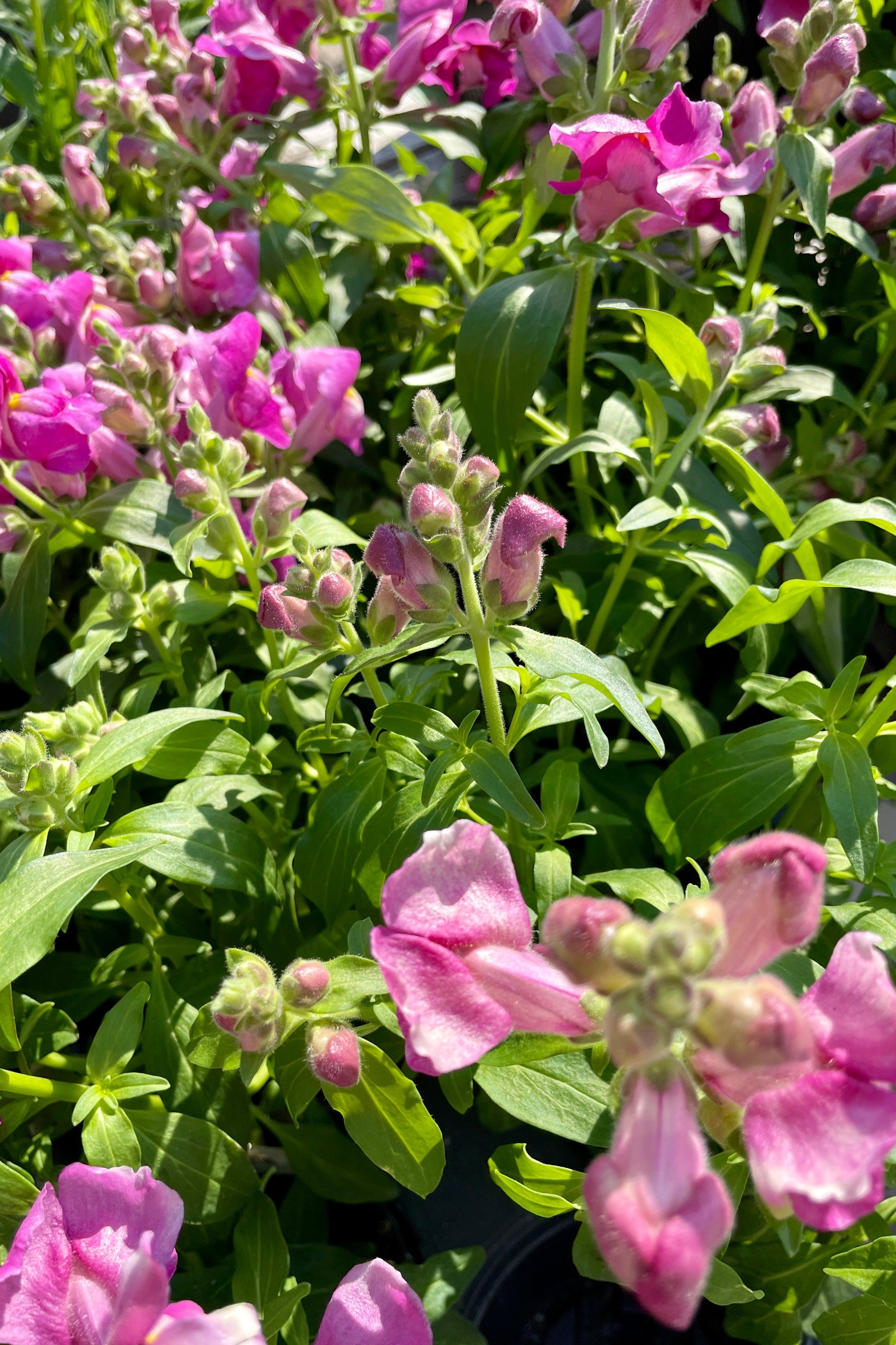 Snapdragon 'Snapshot Purple' annual showing a group of the annuals and their light purple colored flowers at Sprout-home.  ©Sprout Home