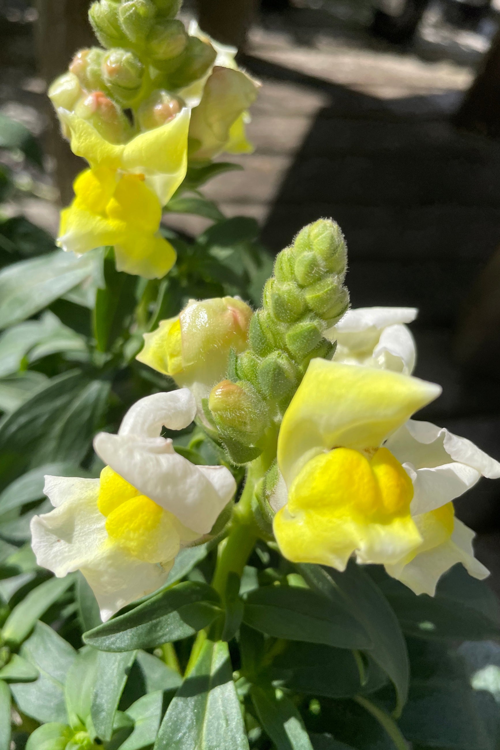a close of of a 'Snaptastic Yellow' snapdragon annual in the Sprout-home yard in the beginning of April with its white and yellow flowers.  ©Sprout Home