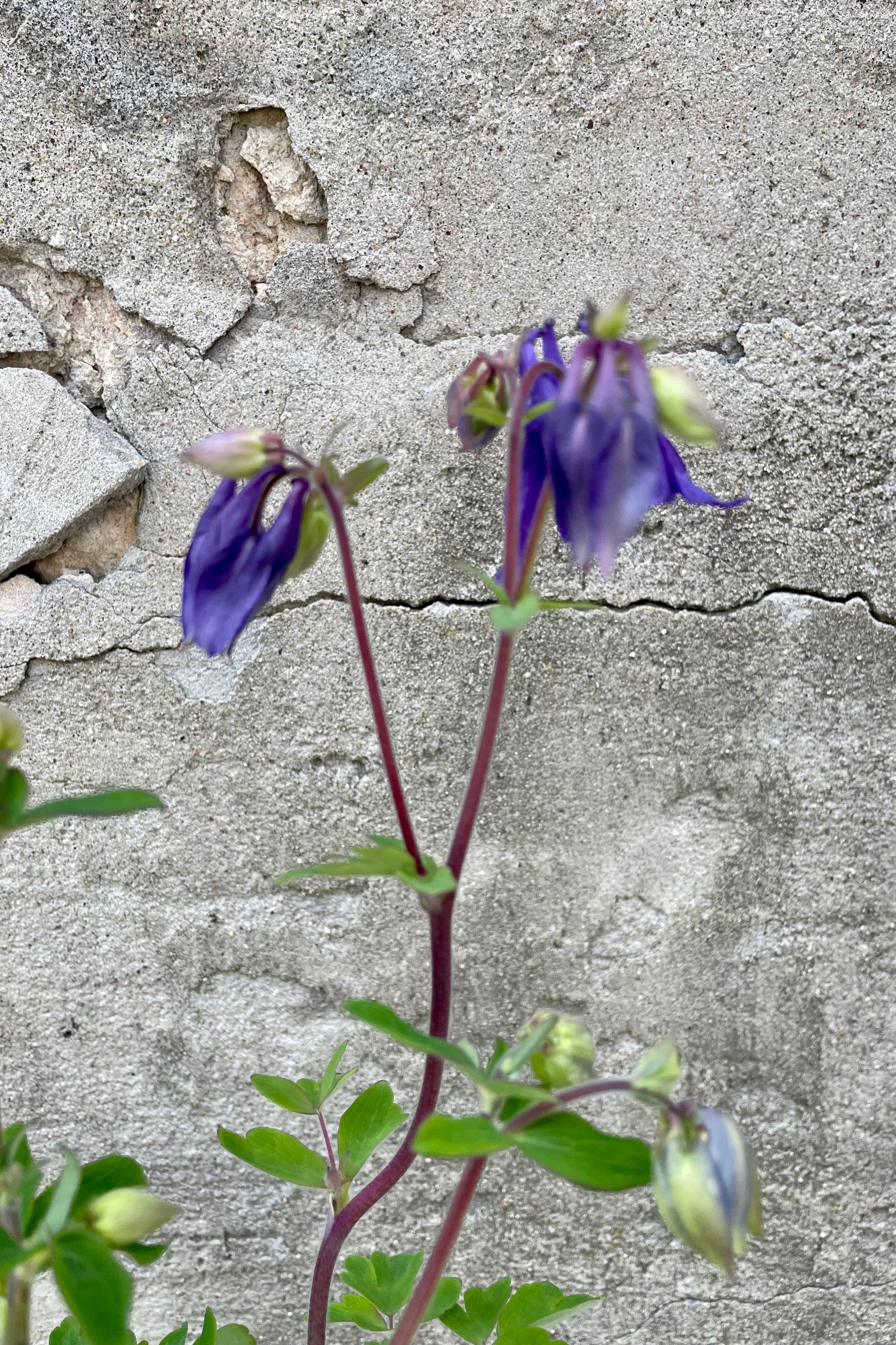 Detail picture of the purple nodding flowers of the Aquilegia alpine the beginning of May in the Sprout-home yard. ©Sprout Home